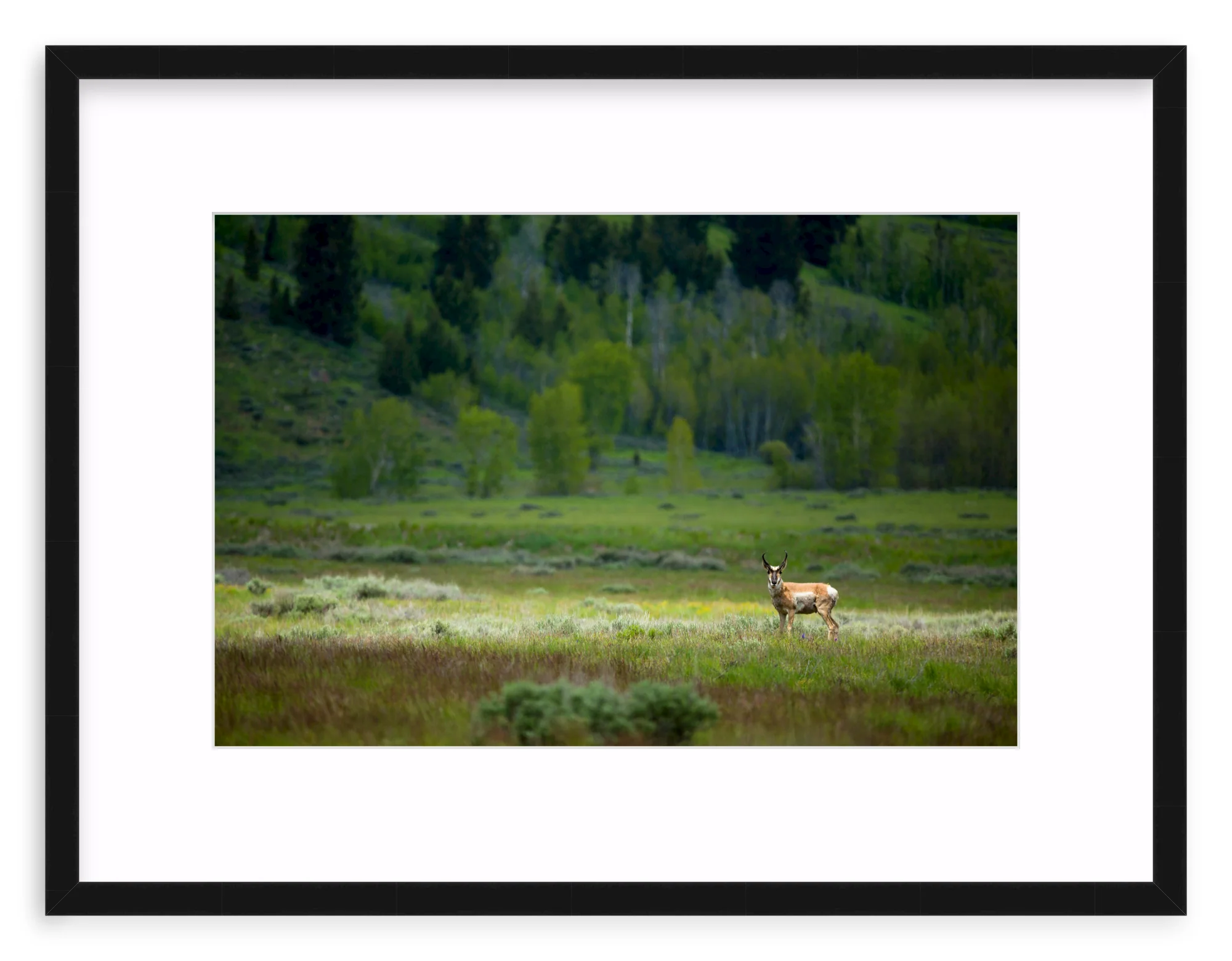 Pronghorn In The Spotlight