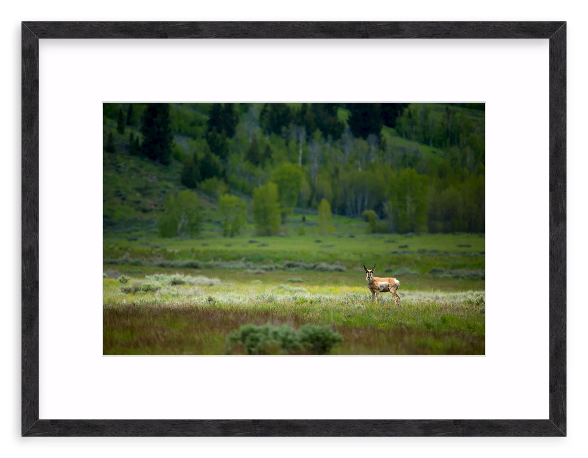 Pronghorn In The Spotlight - Image 10