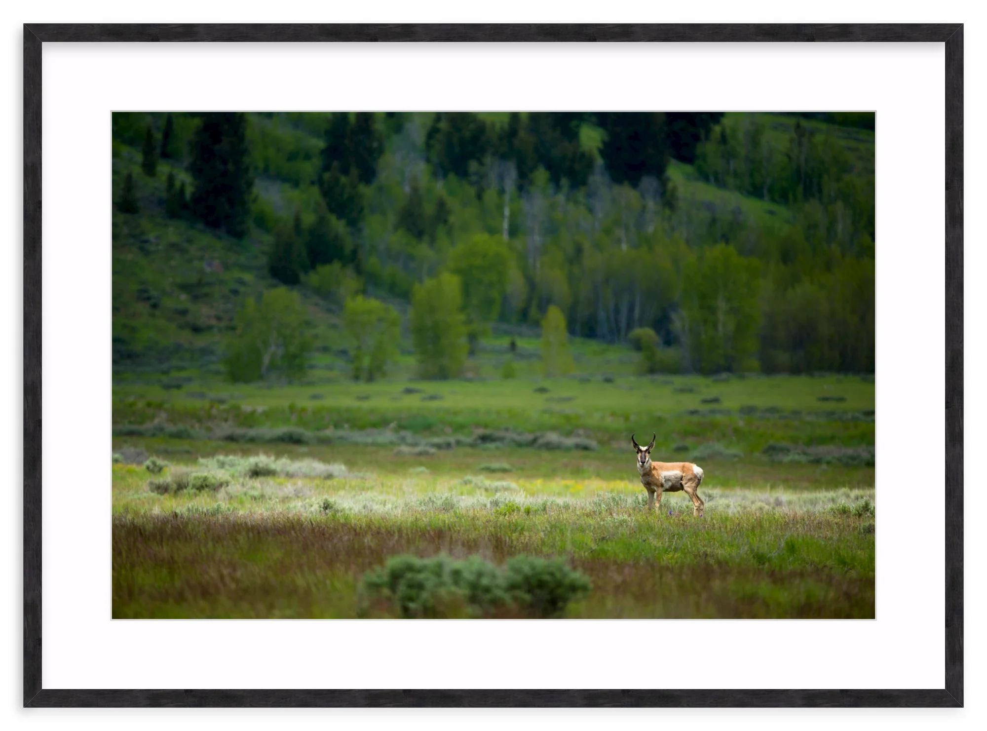 Pronghorn In The Spotlight - Image 12