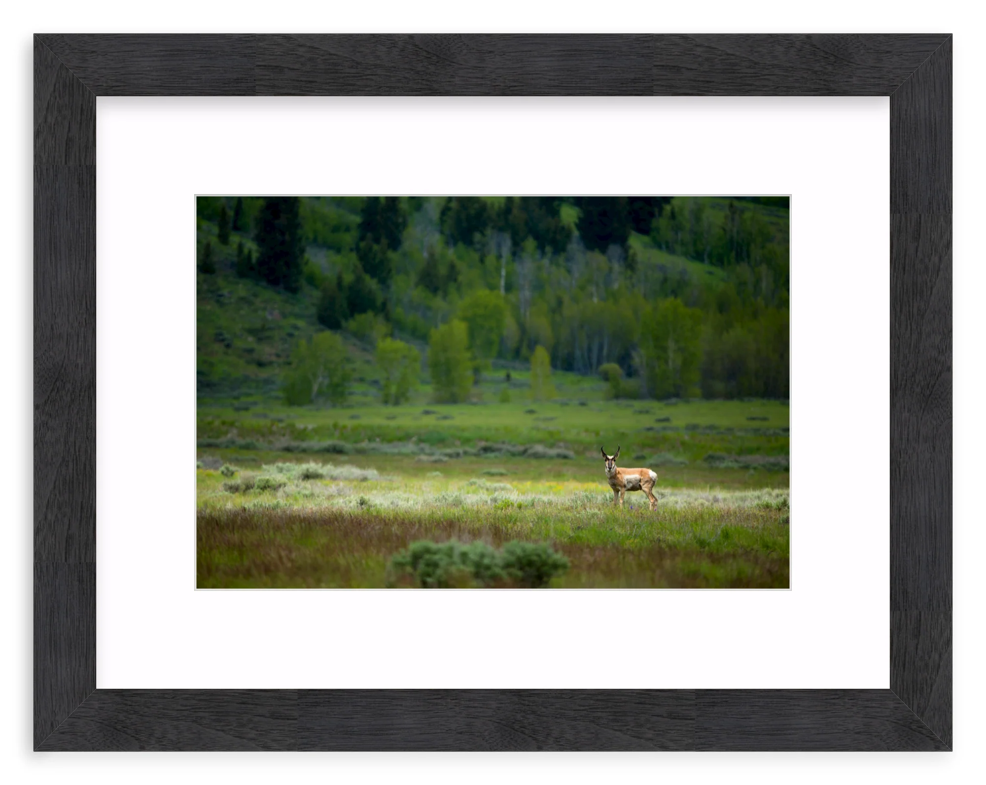 Pronghorn In The Spotlight - Image 13