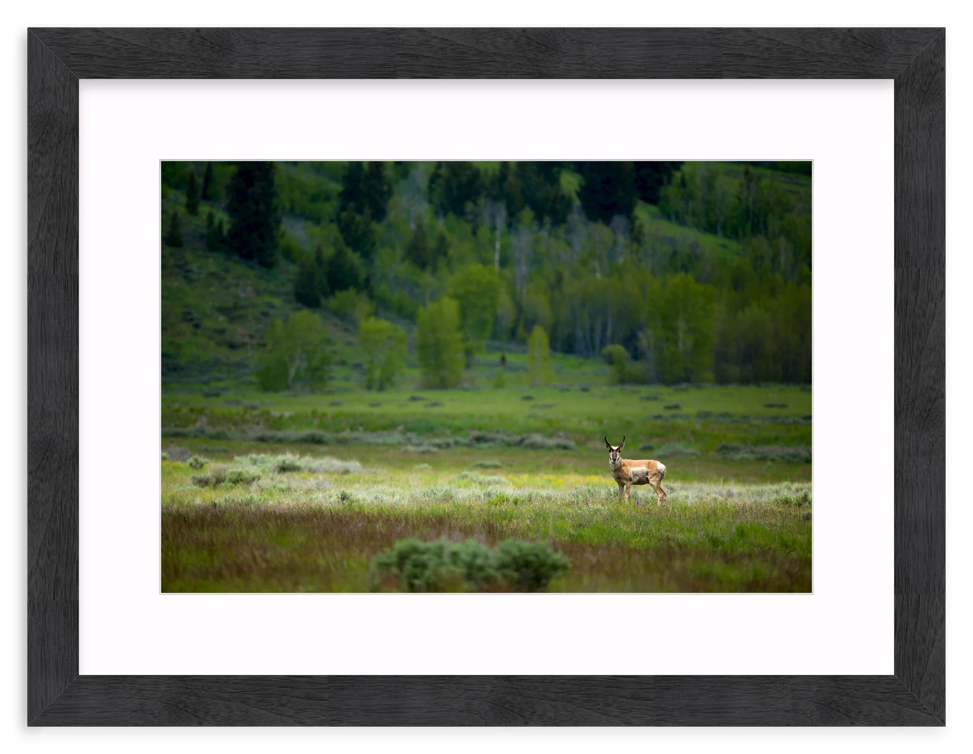 Pronghorn In The Spotlight - Image 14