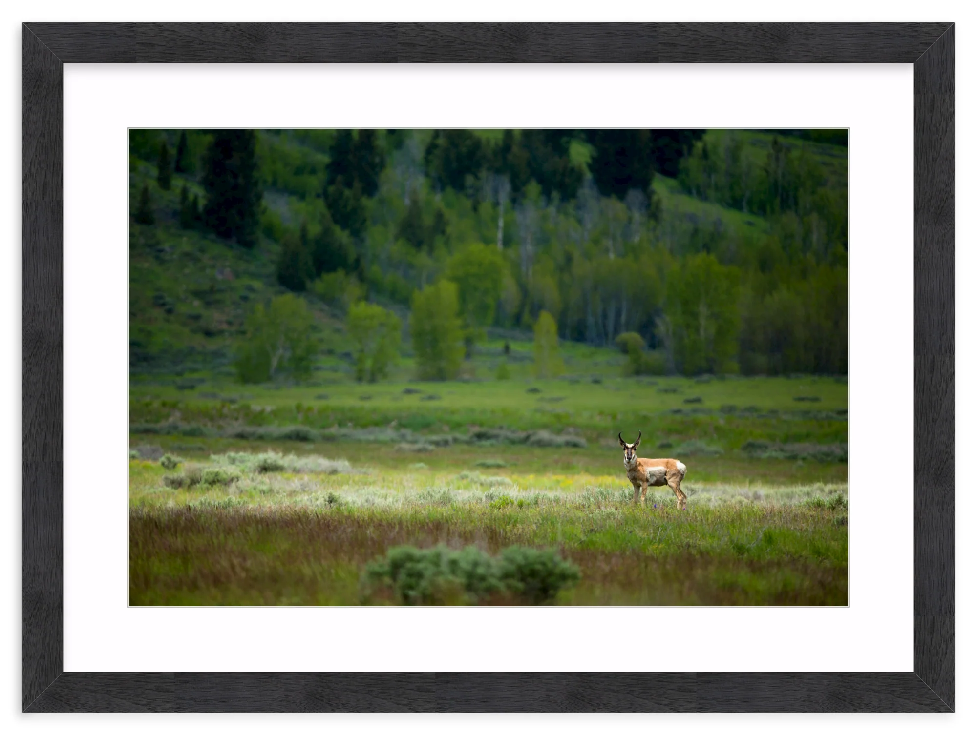 Pronghorn In The Spotlight - Image 15