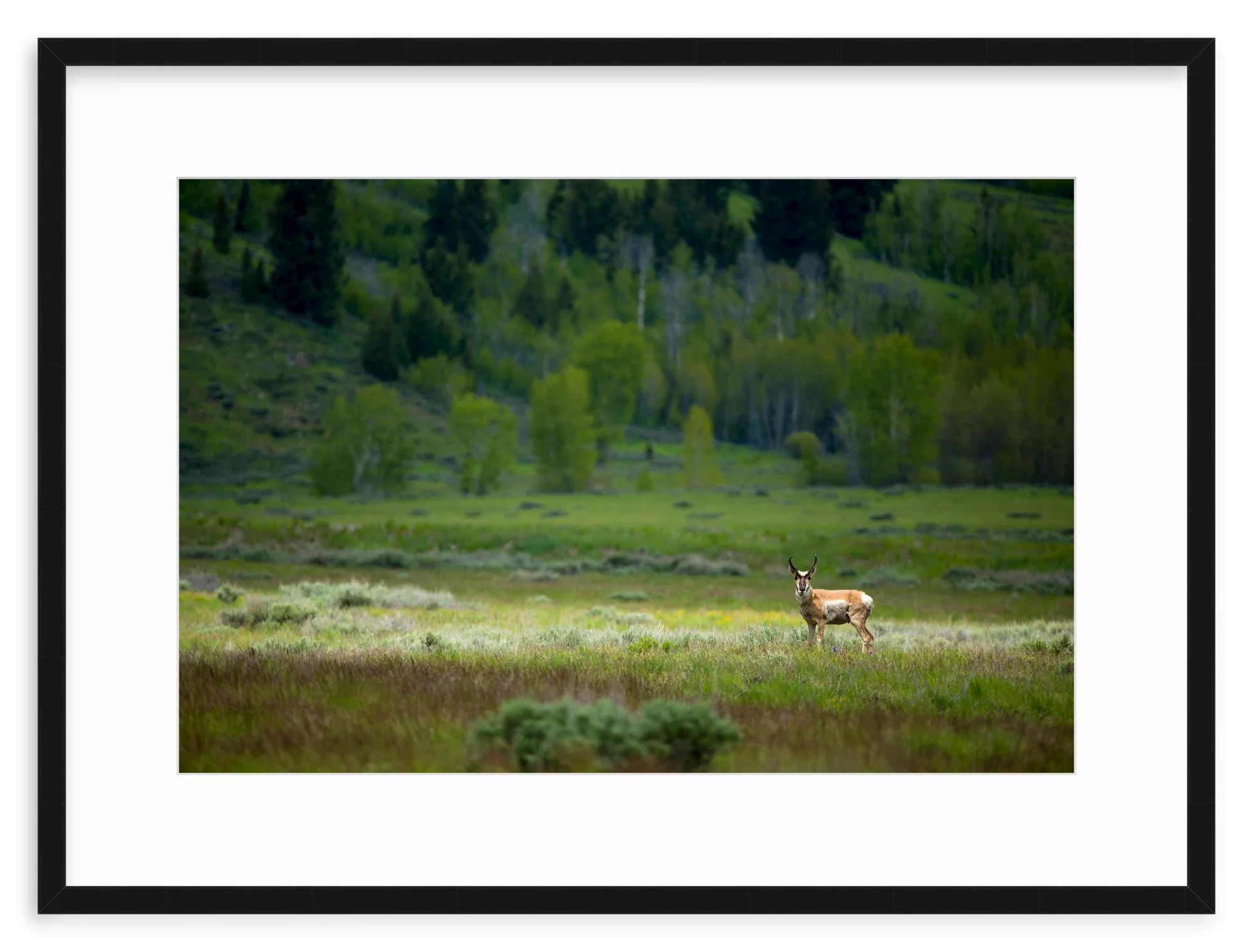 Pronghorn In The Spotlight - Image 2