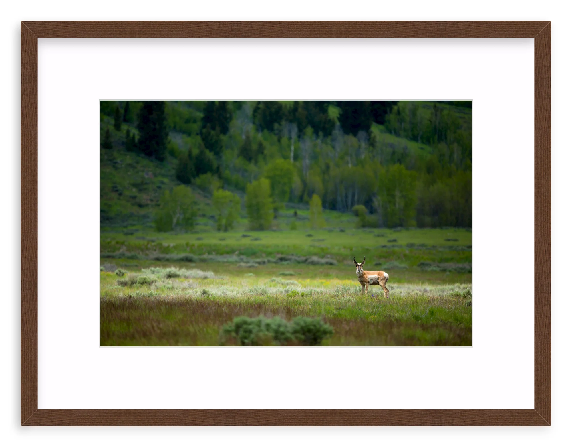 Pronghorn In The Spotlight - Image 4