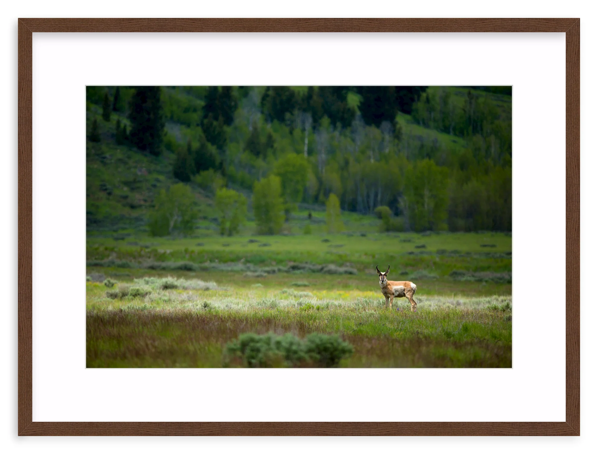 Pronghorn In The Spotlight - Image 5