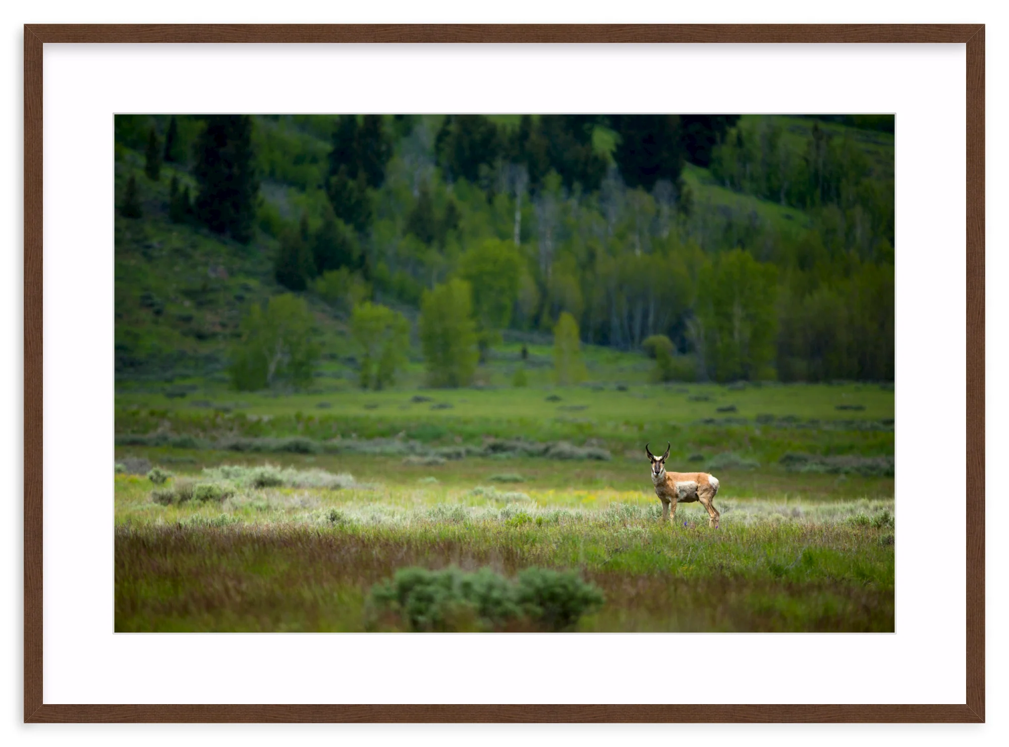 Pronghorn In The Spotlight - Image 6