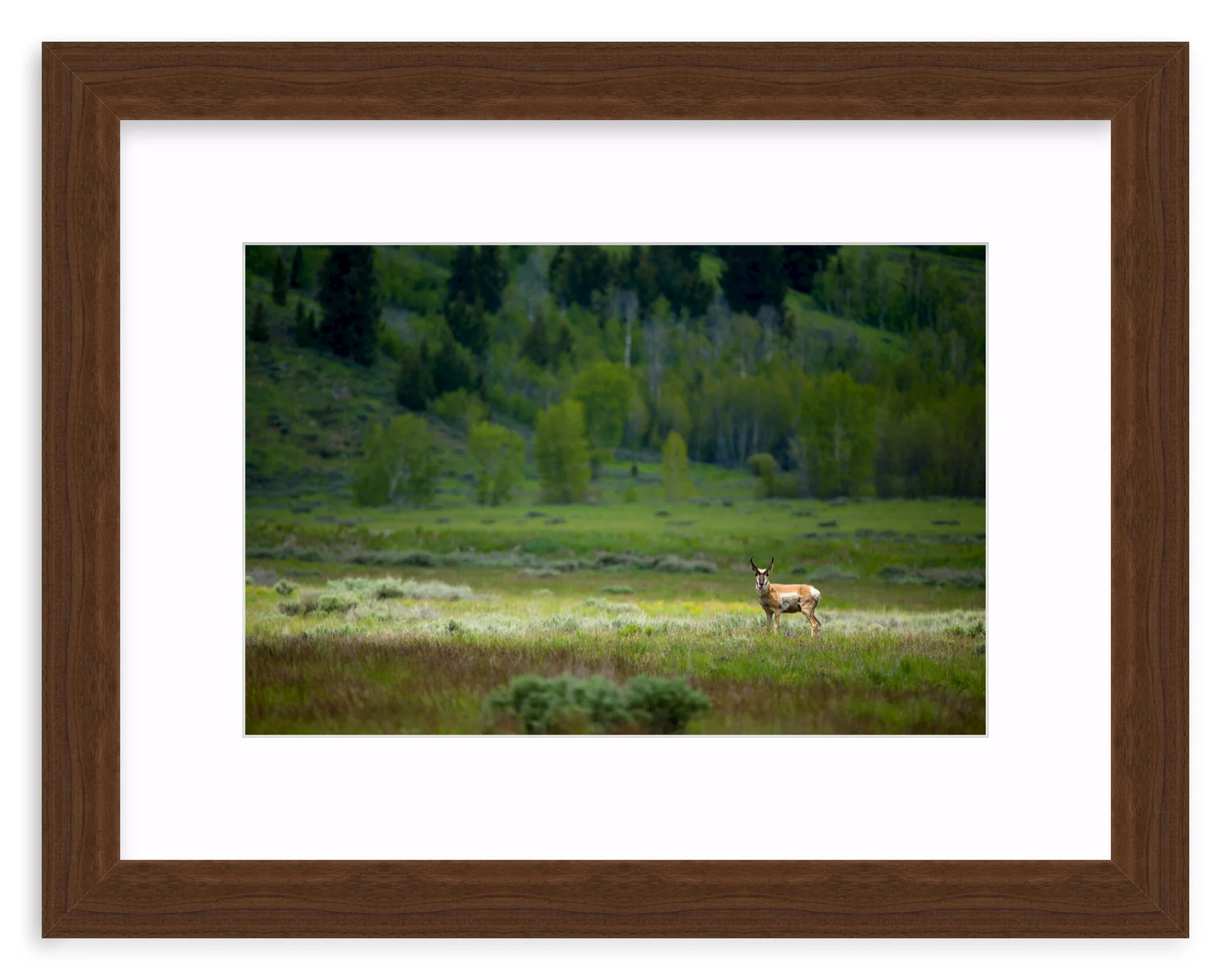 Pronghorn In The Spotlight - Image 7