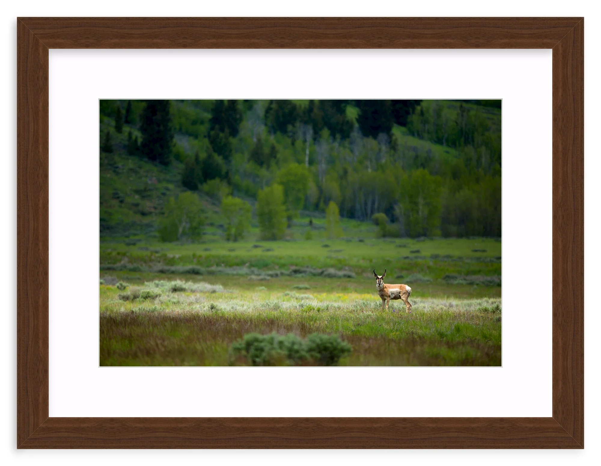Pronghorn In The Spotlight - Image 8
