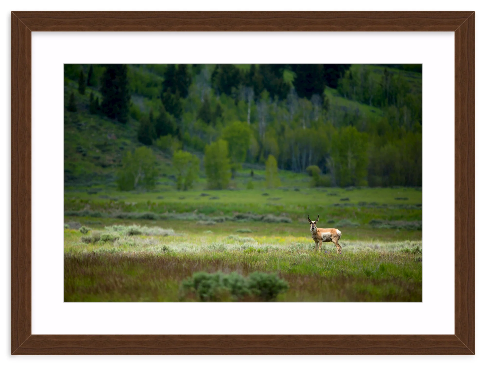 Pronghorn In The Spotlight - Image 9