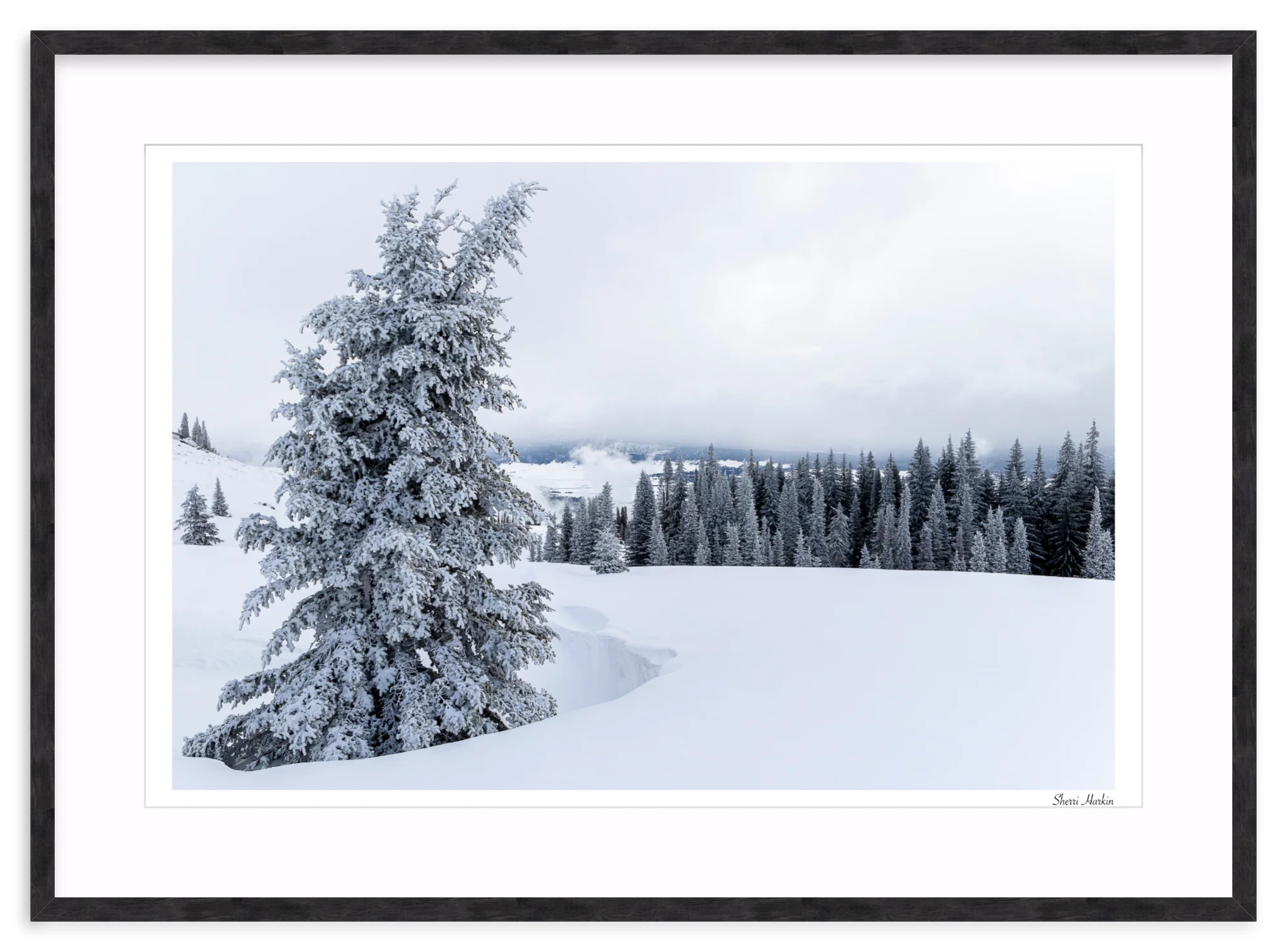 Snowy Pine Tree - Image 12