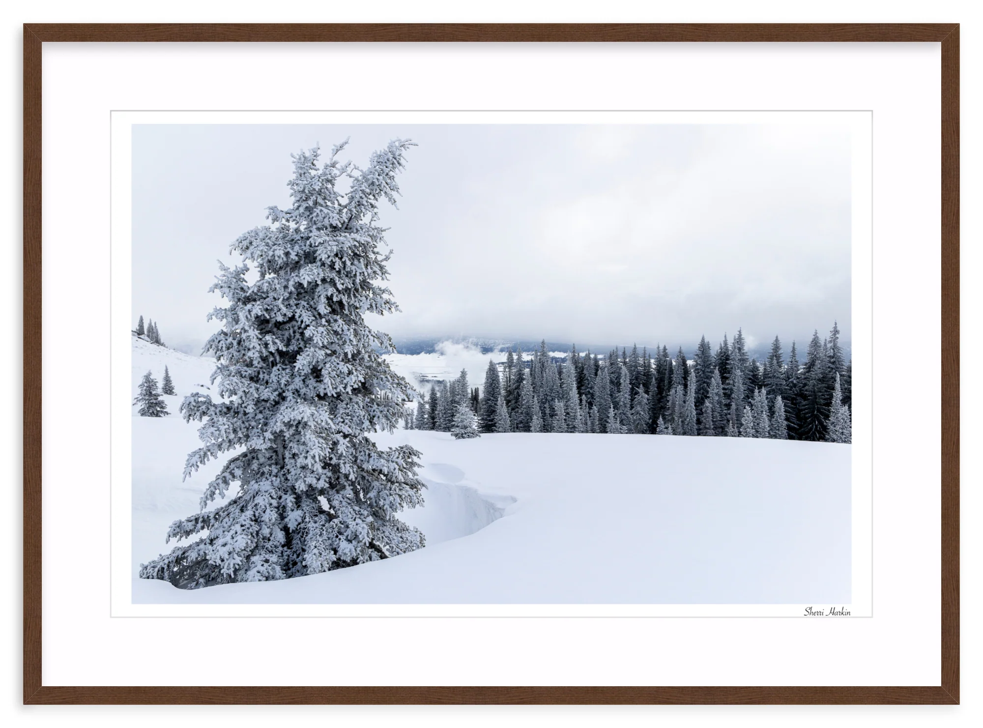 Snowy Pine Tree - Image 6