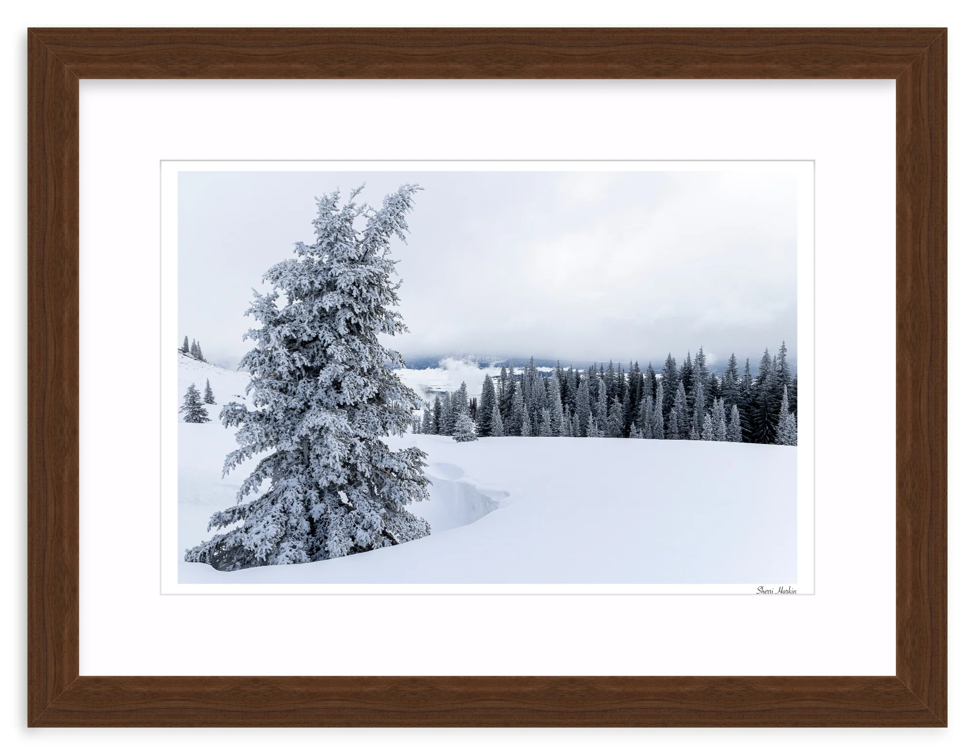 Snowy Pine Tree - Image 8