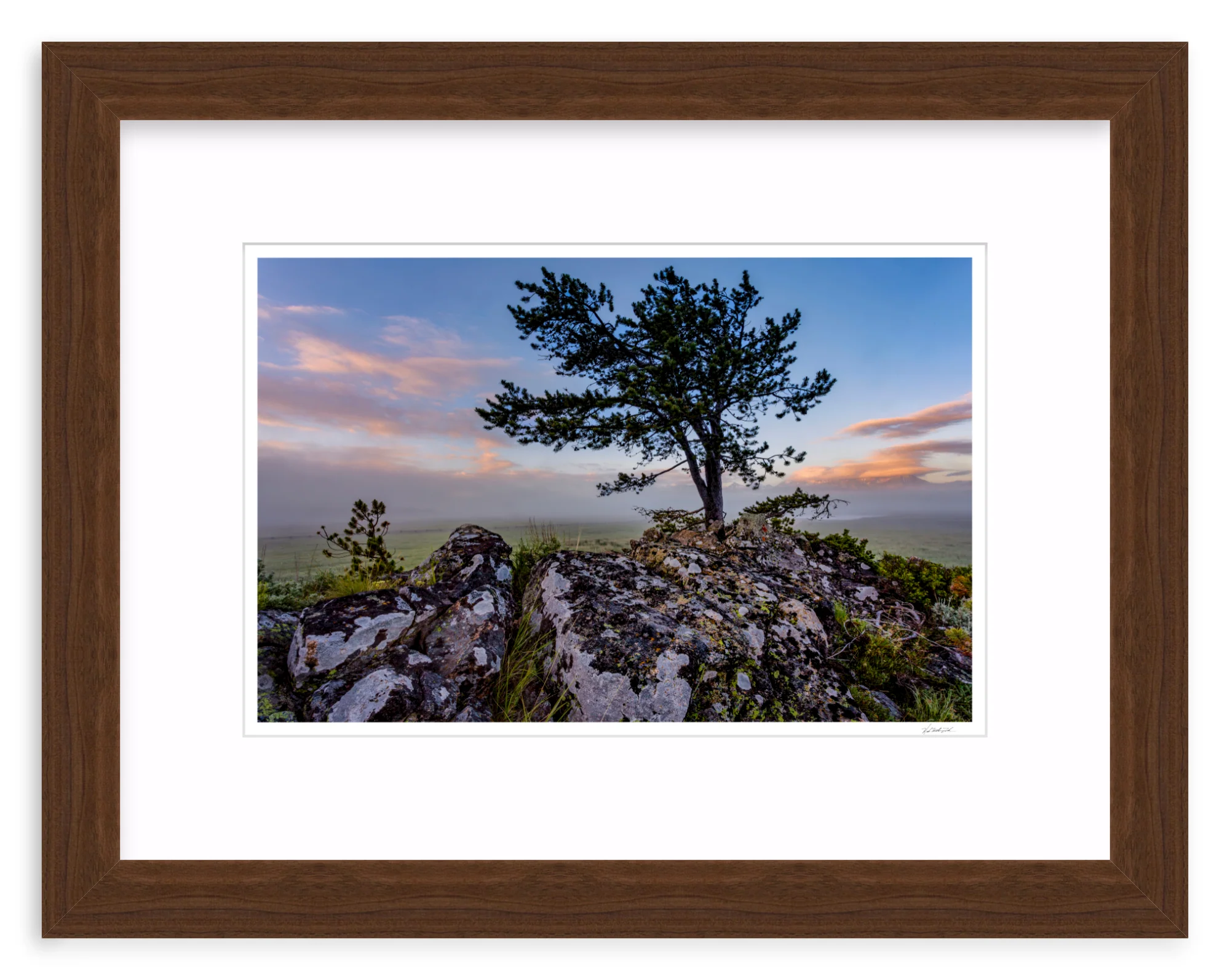 Table Mountain Pine - Image 7