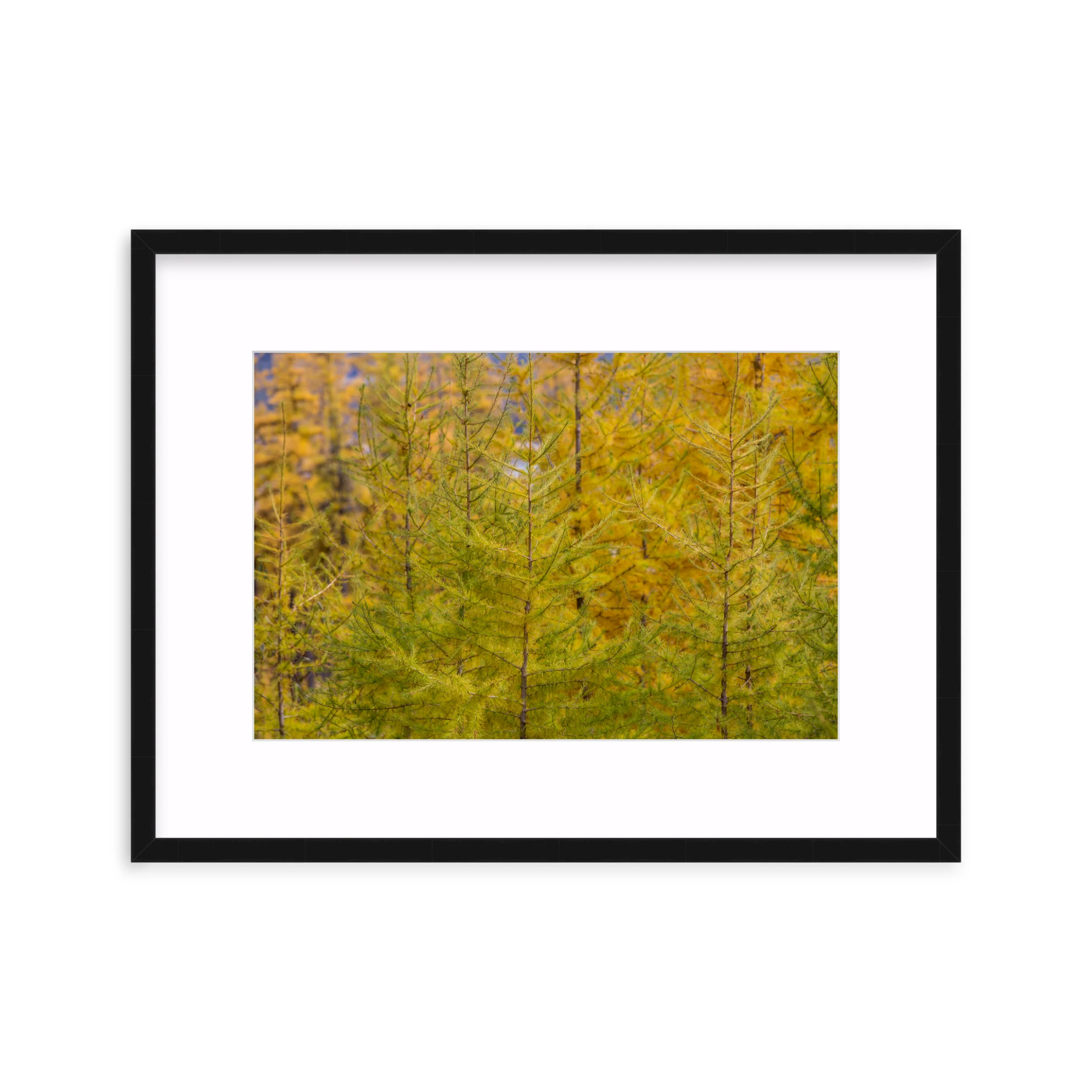 Tamarack Gradient