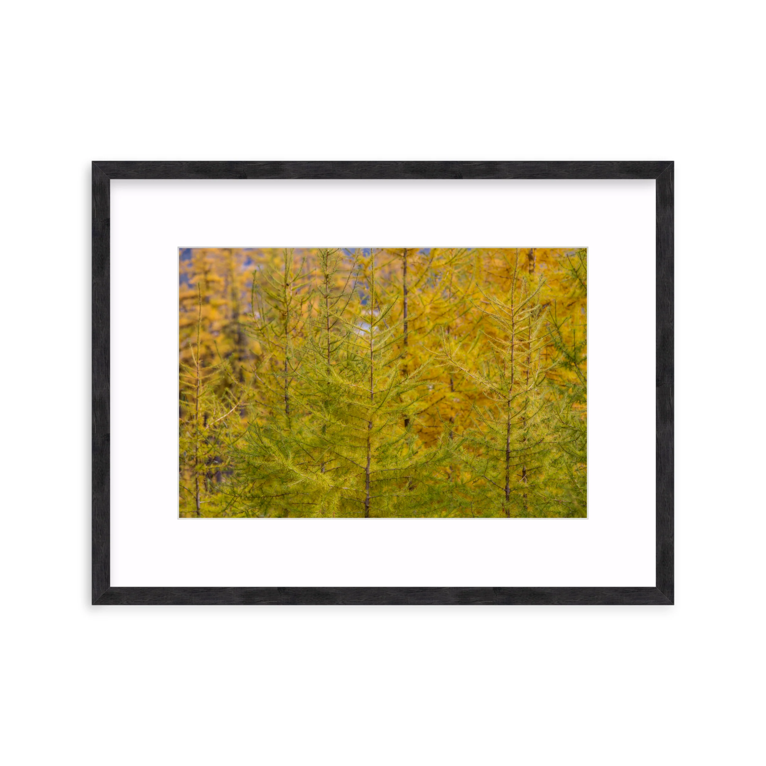 Tamarack Gradient - Image 10