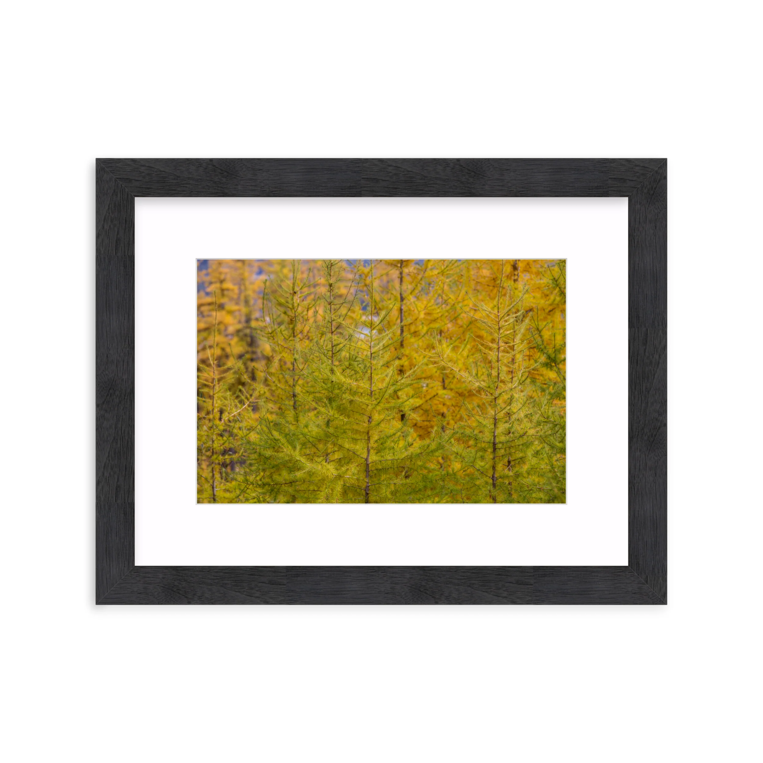 Tamarack Gradient - Image 15