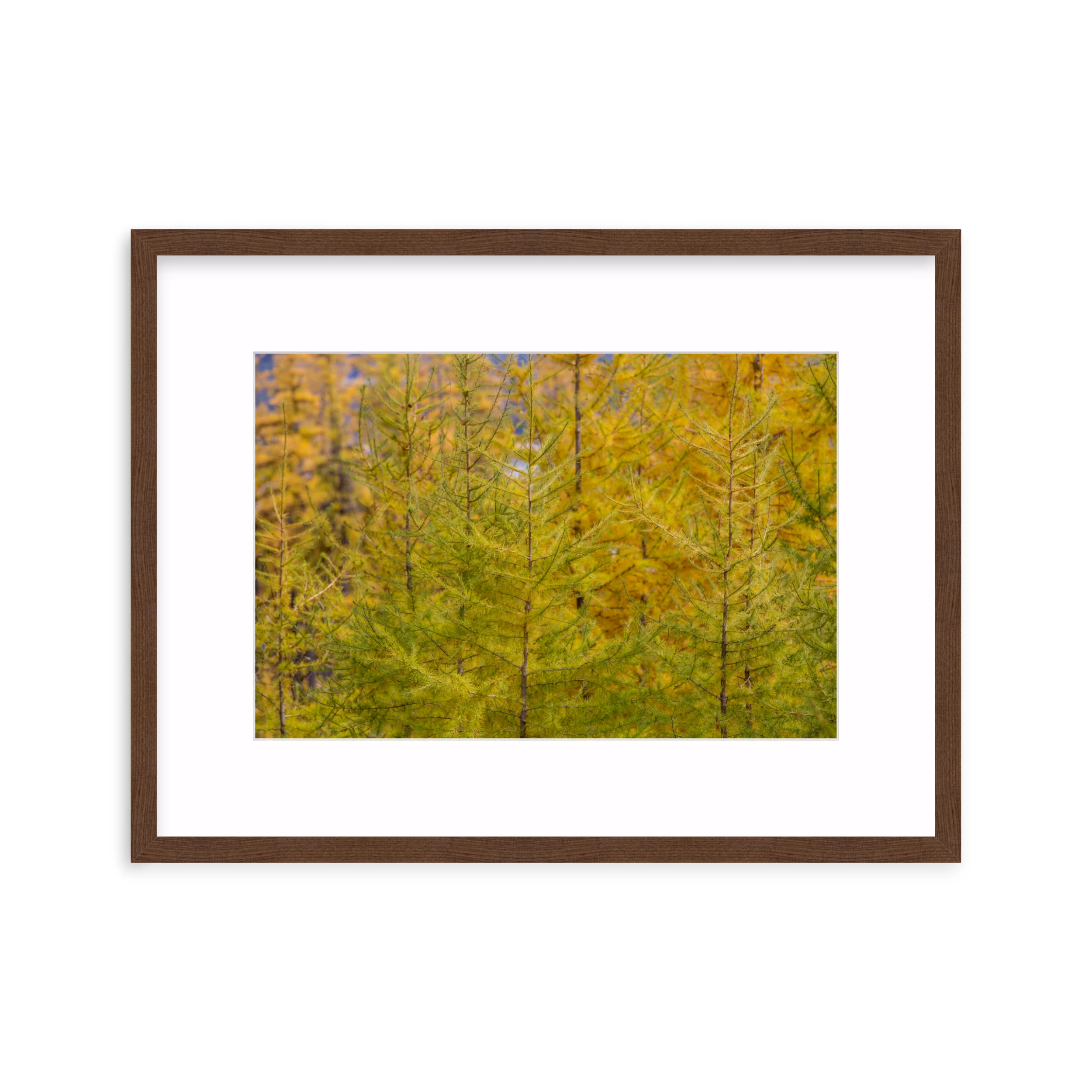 Tamarack Gradient - Image 4