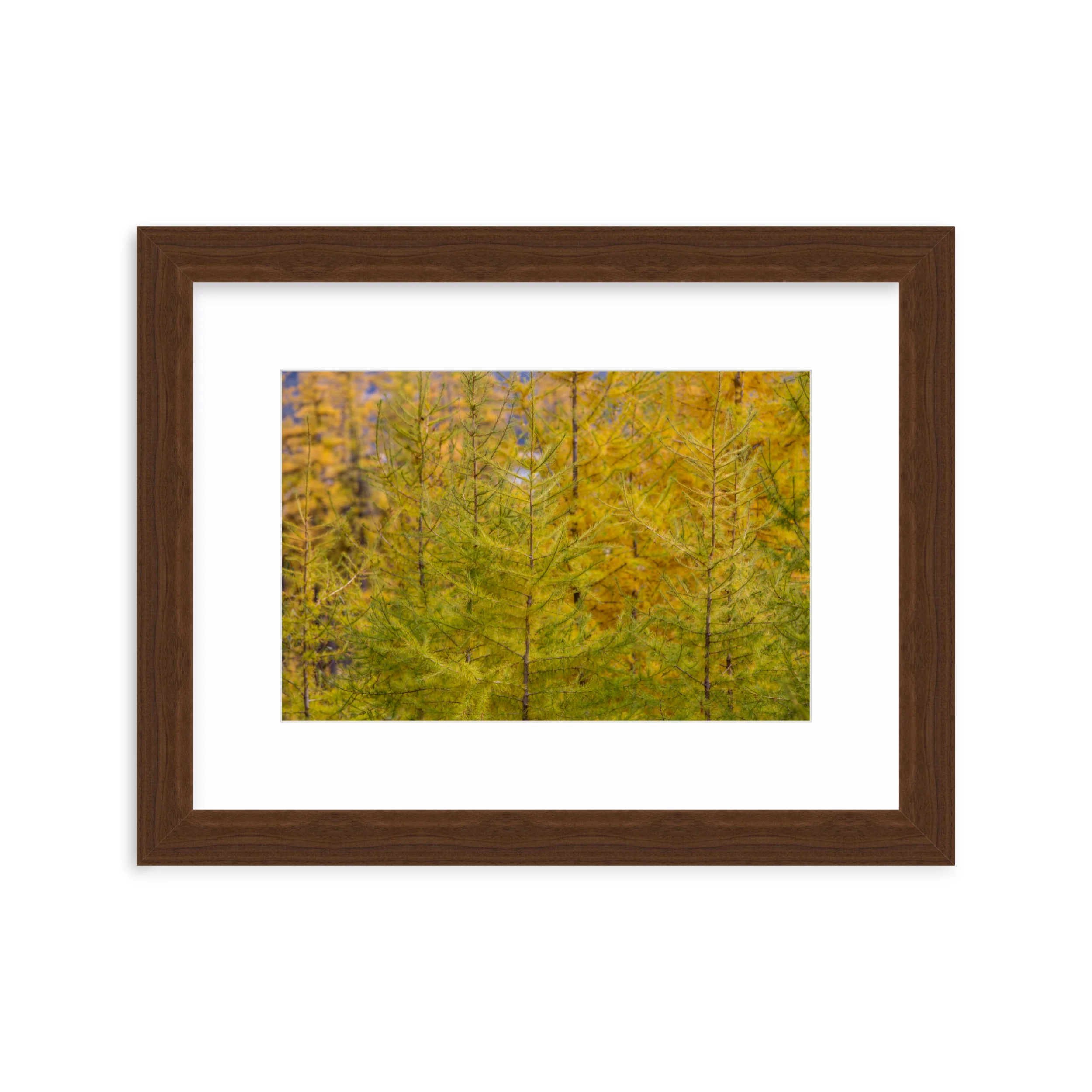 Tamarack Gradient - Image 7