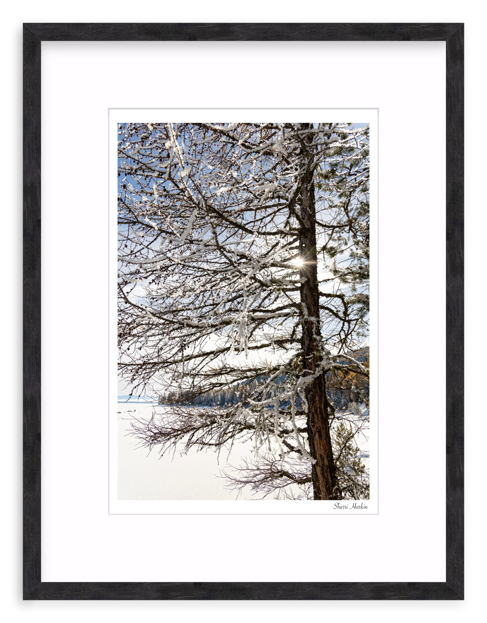 Tamarack Tree in Winter - Image 10