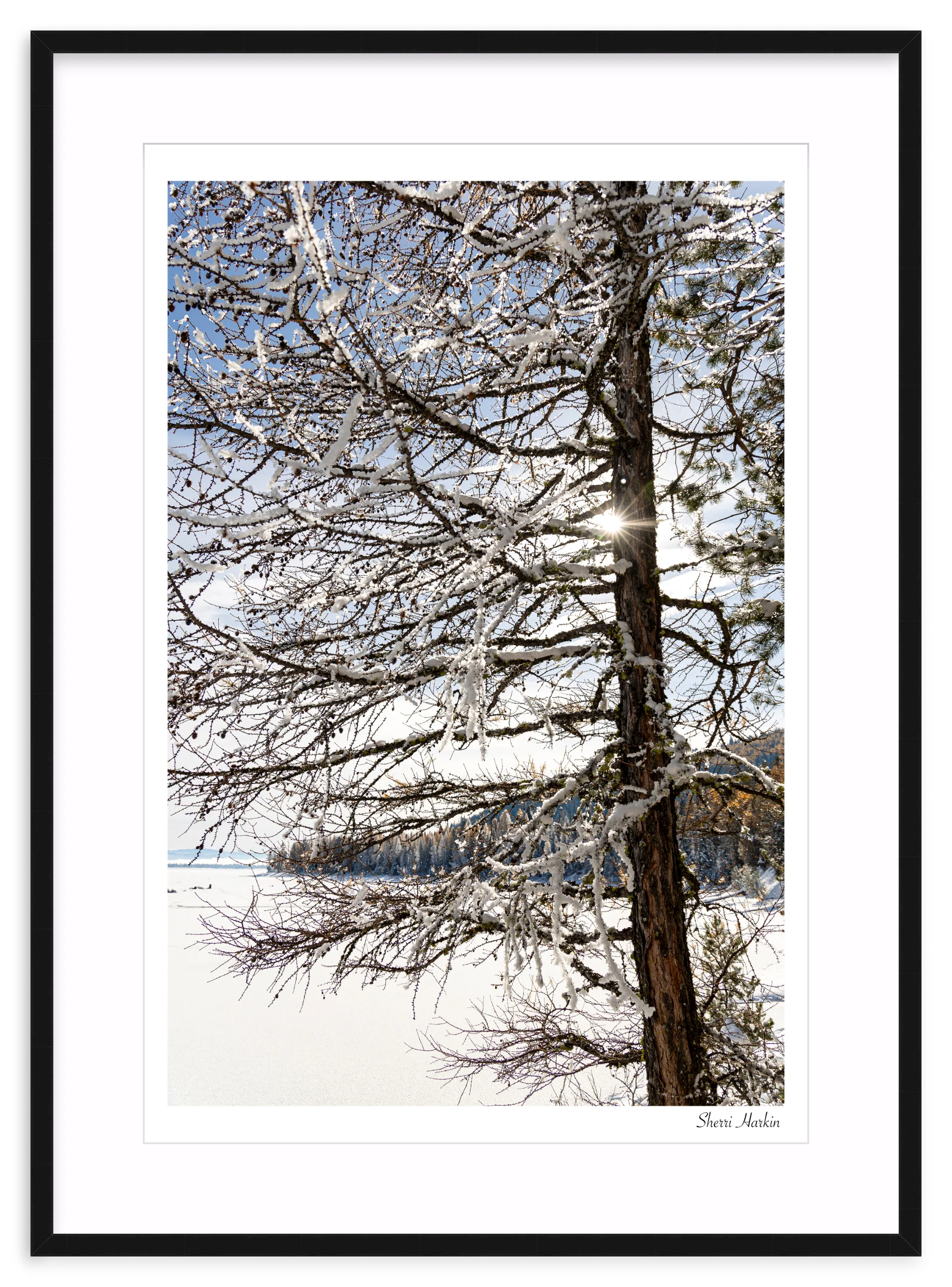 Tamarack Tree in Winter - Image 3