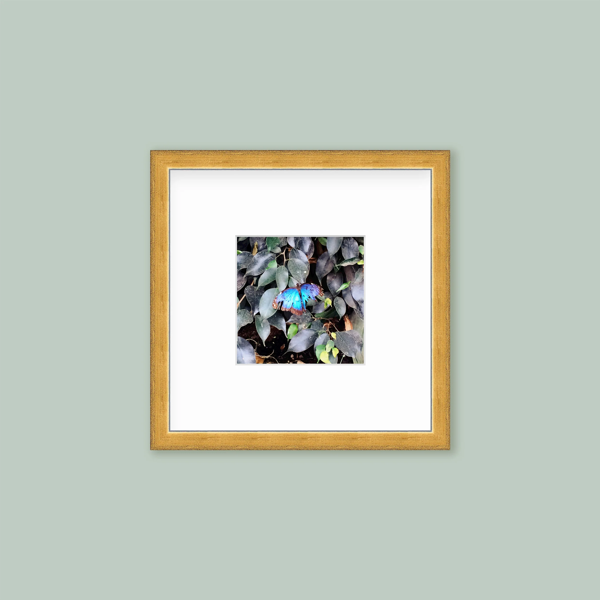 The Mini Tall: Single Frame