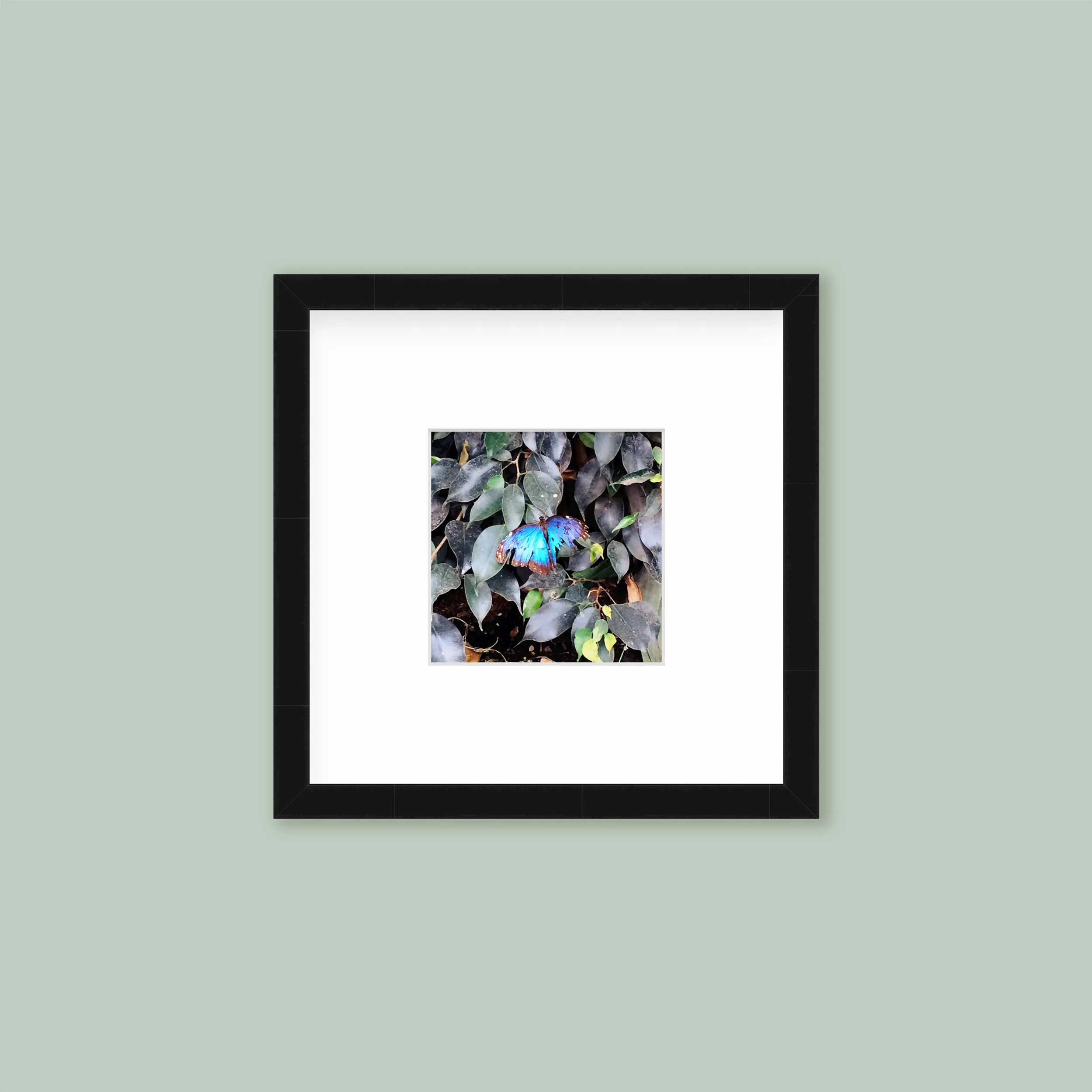 The Mini Tall: Single Frame - Image 3