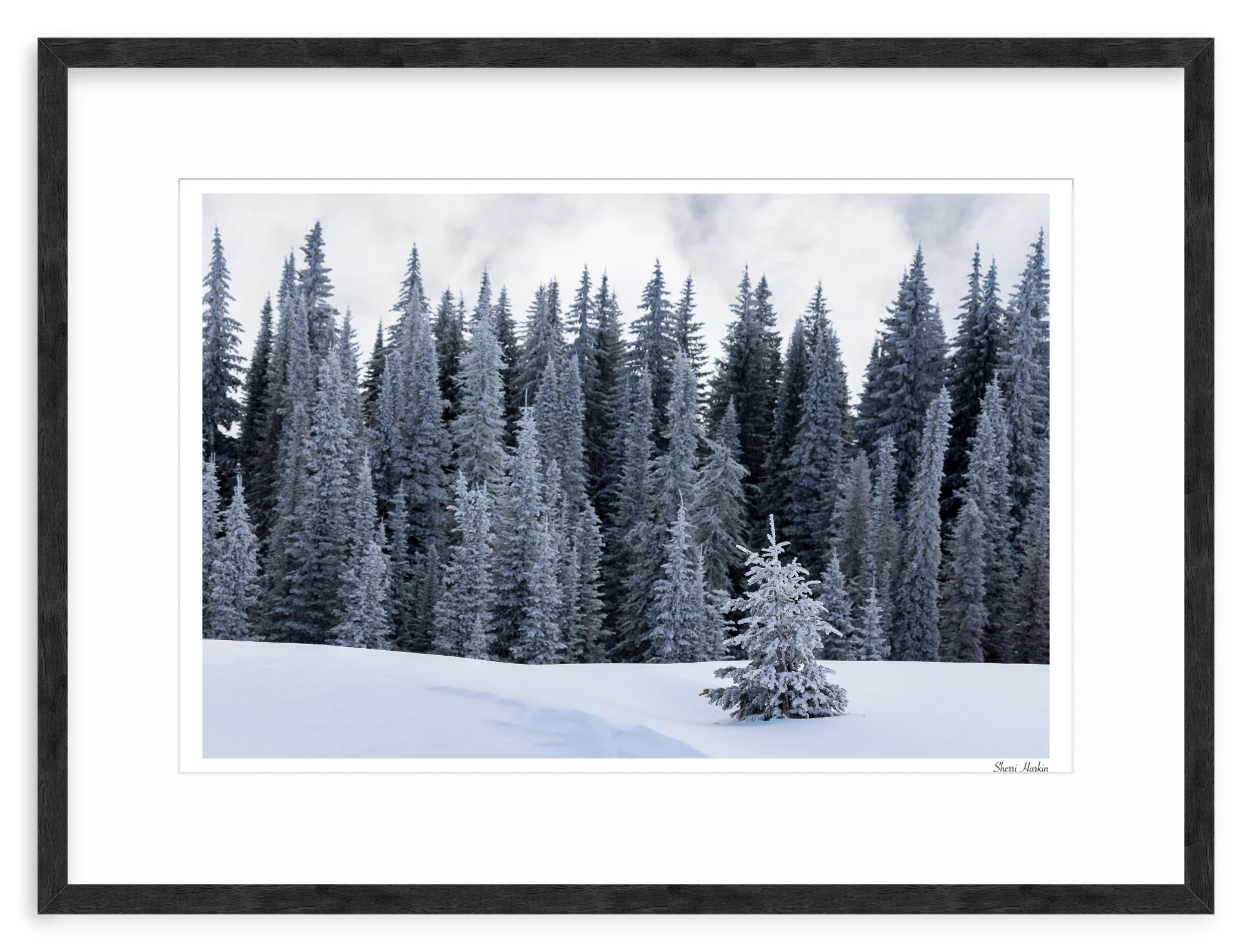 Tree At the Top of Tamarack - Image 11