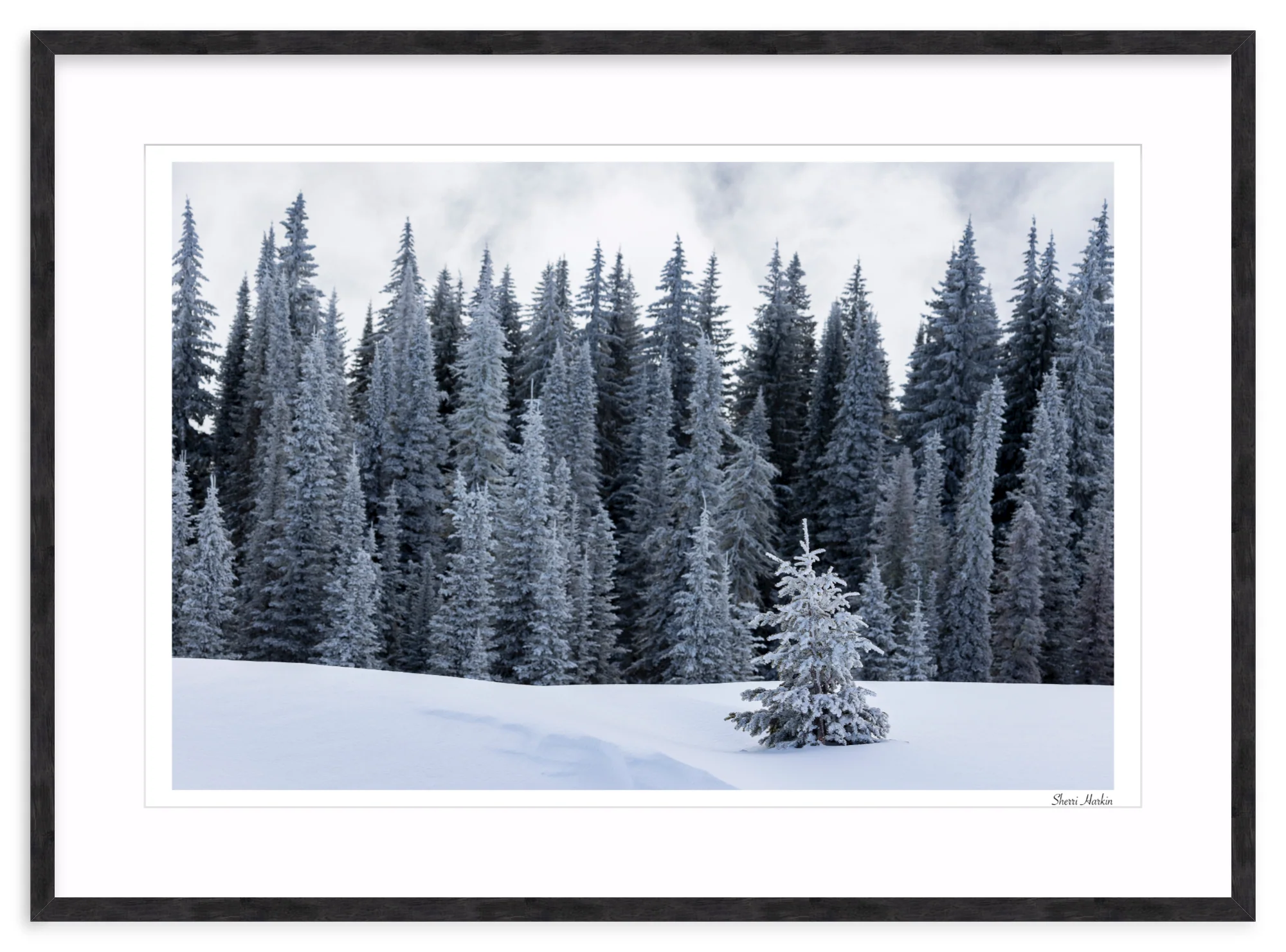 Tree At the Top of Tamarack - Image 12