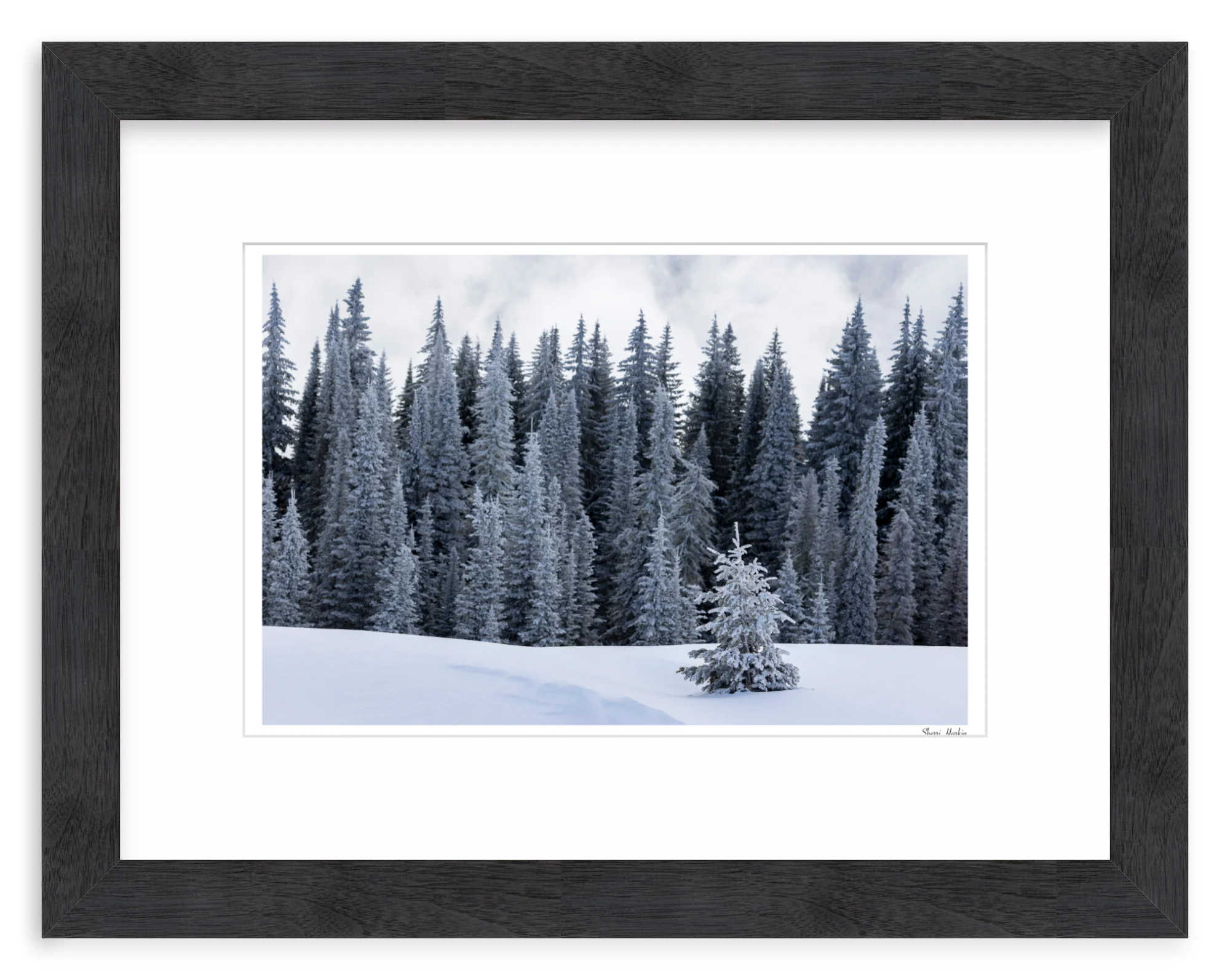 Tree At the Top of Tamarack - Image 13