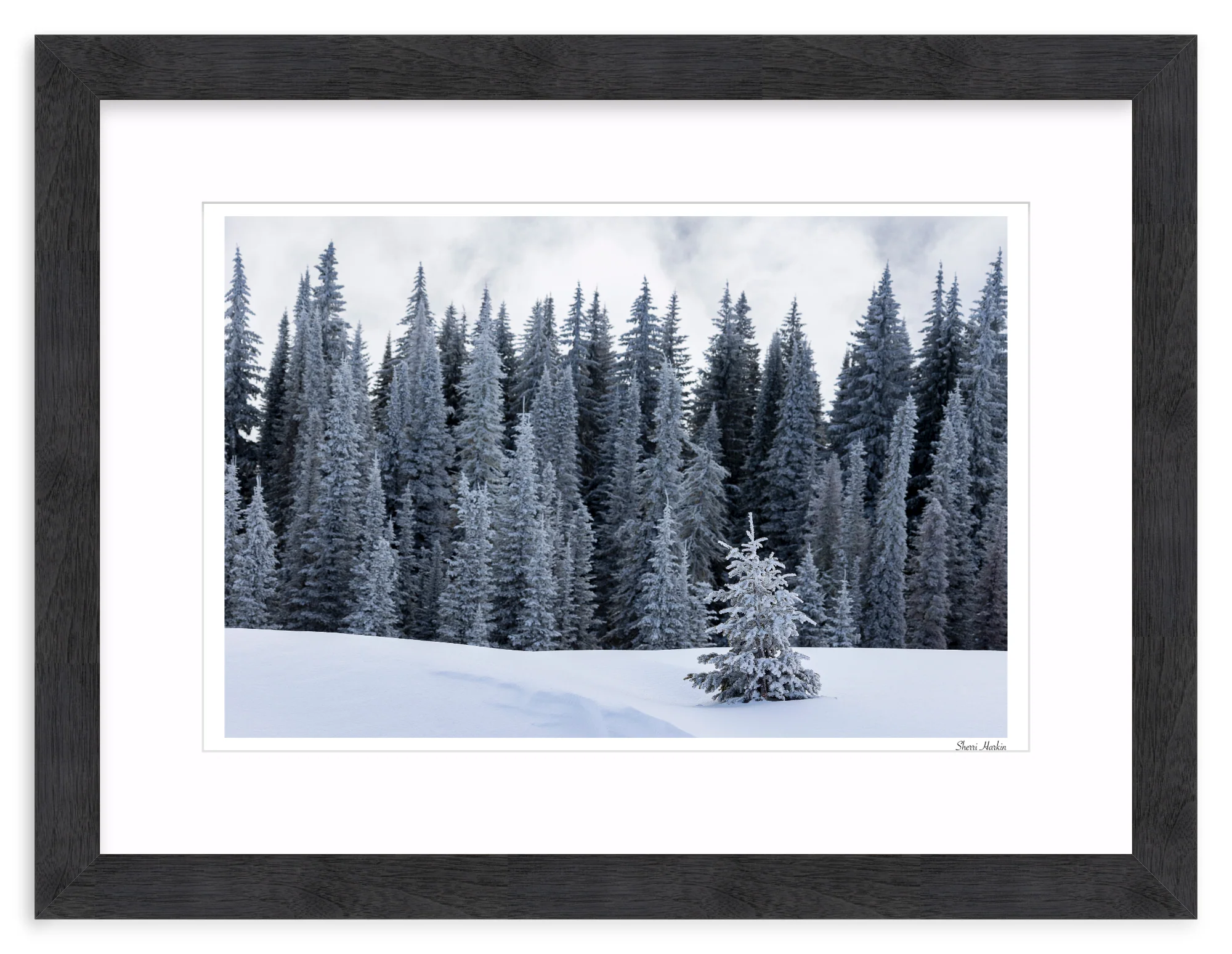 Tree At the Top of Tamarack - Image 14