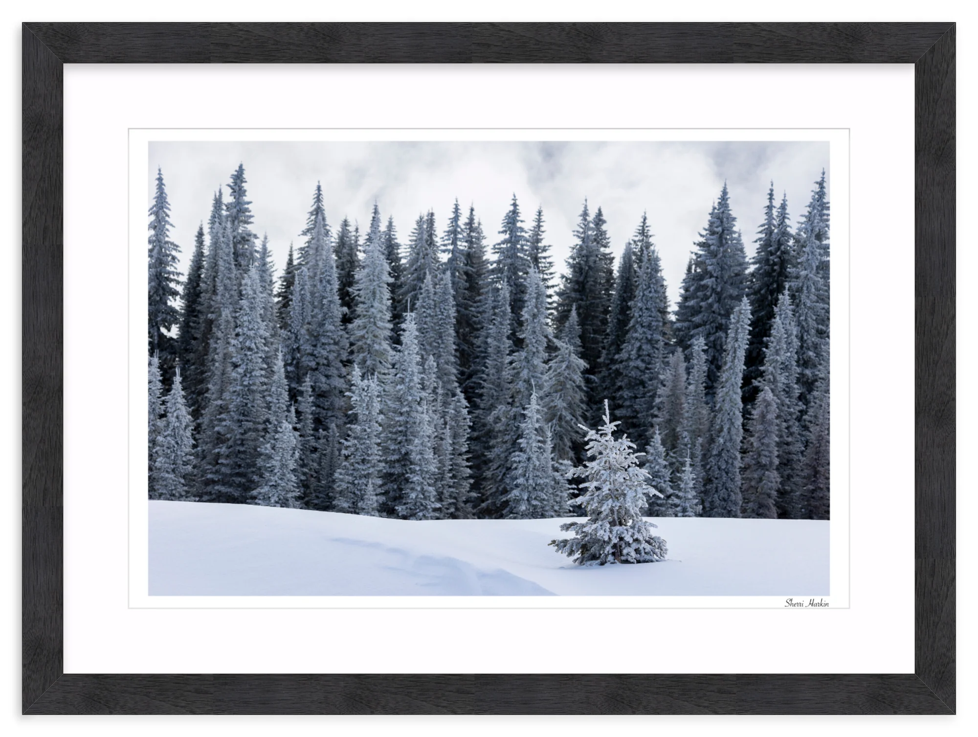 Tree At the Top of Tamarack - Image 15