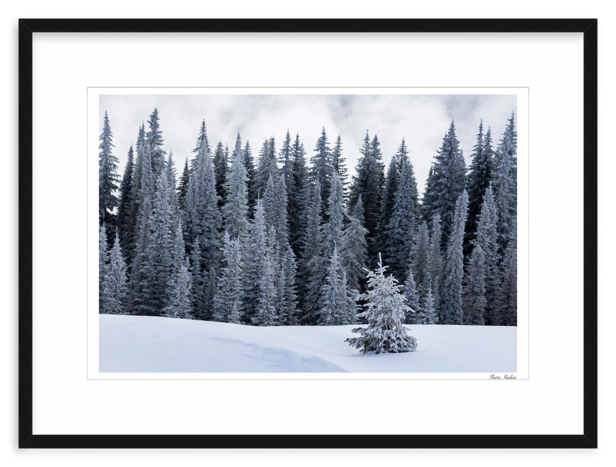 Tree At the Top of Tamarack - Image 2