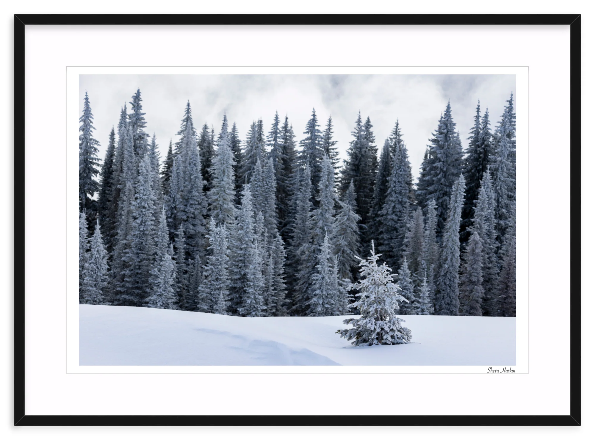 Tree At the Top of Tamarack - Image 3