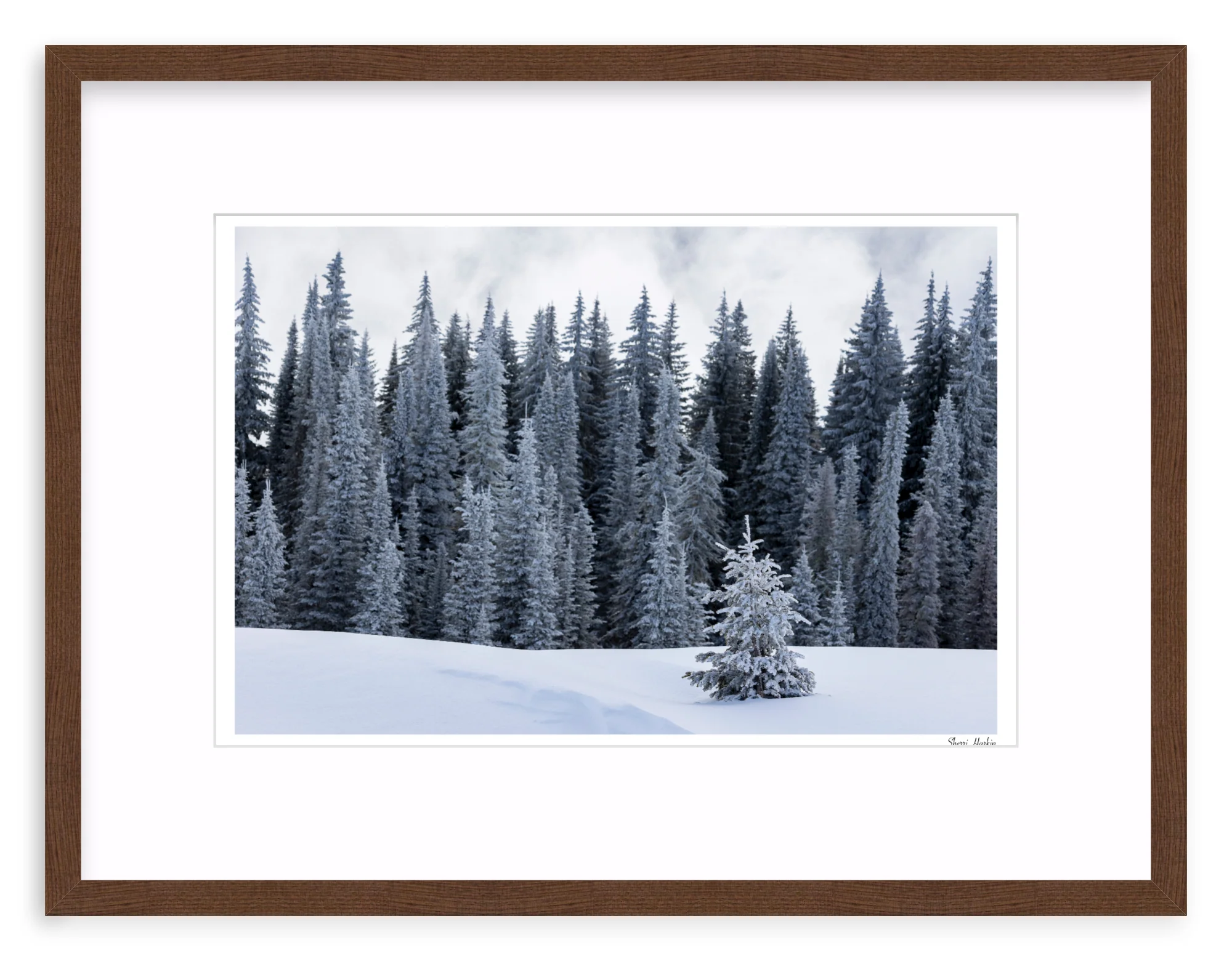 Tree At the Top of Tamarack - Image 4