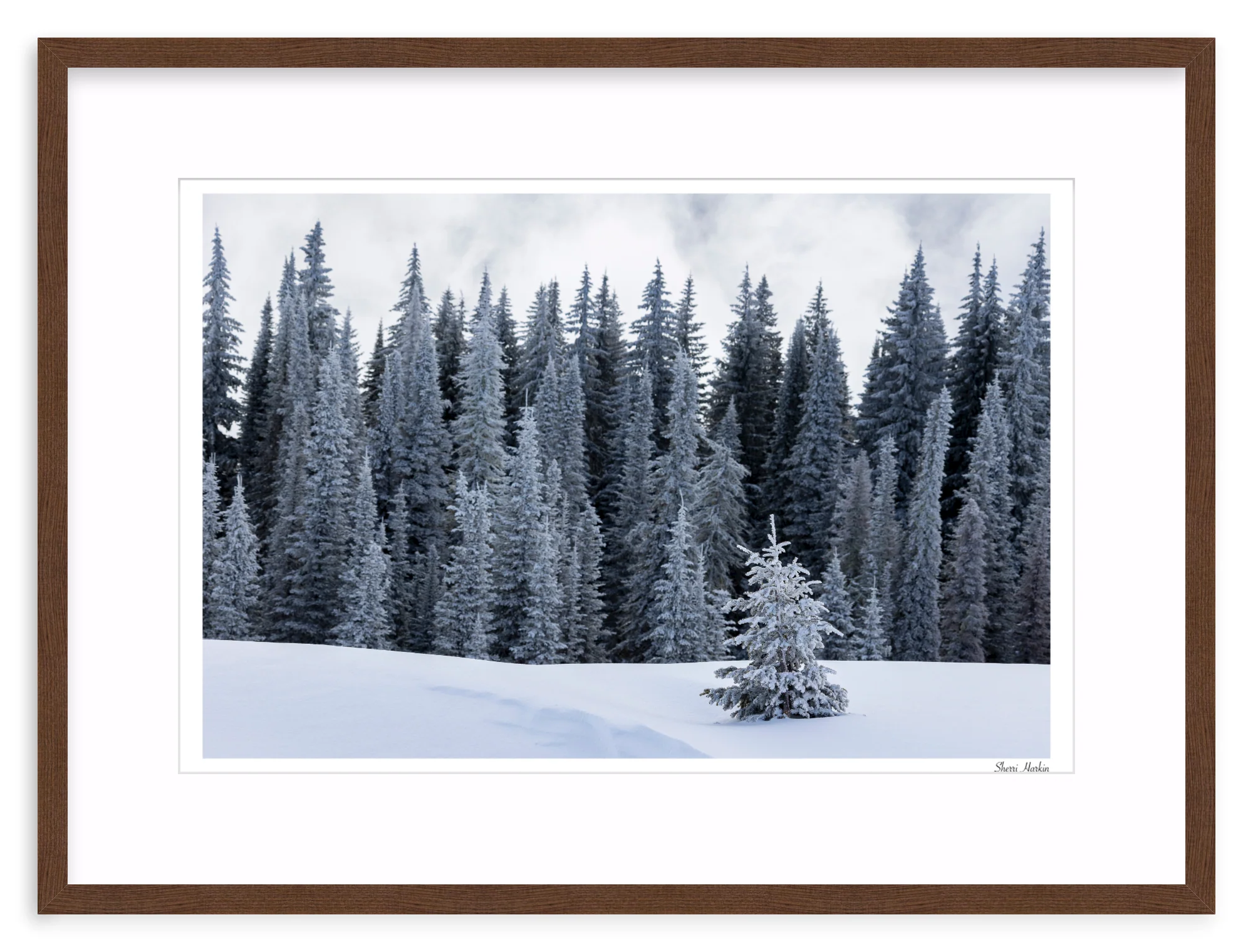 Tree At the Top of Tamarack - Image 5