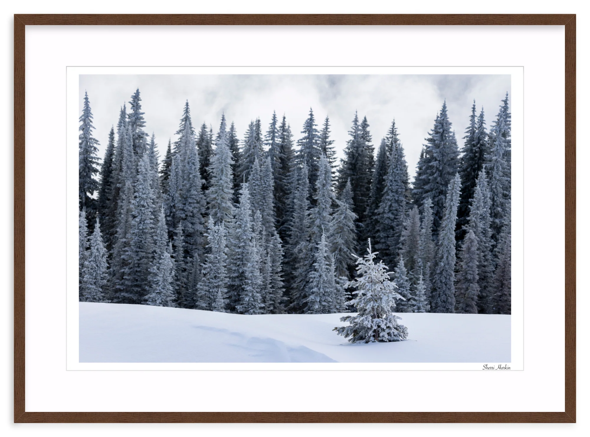 Tree At the Top of Tamarack - Image 6