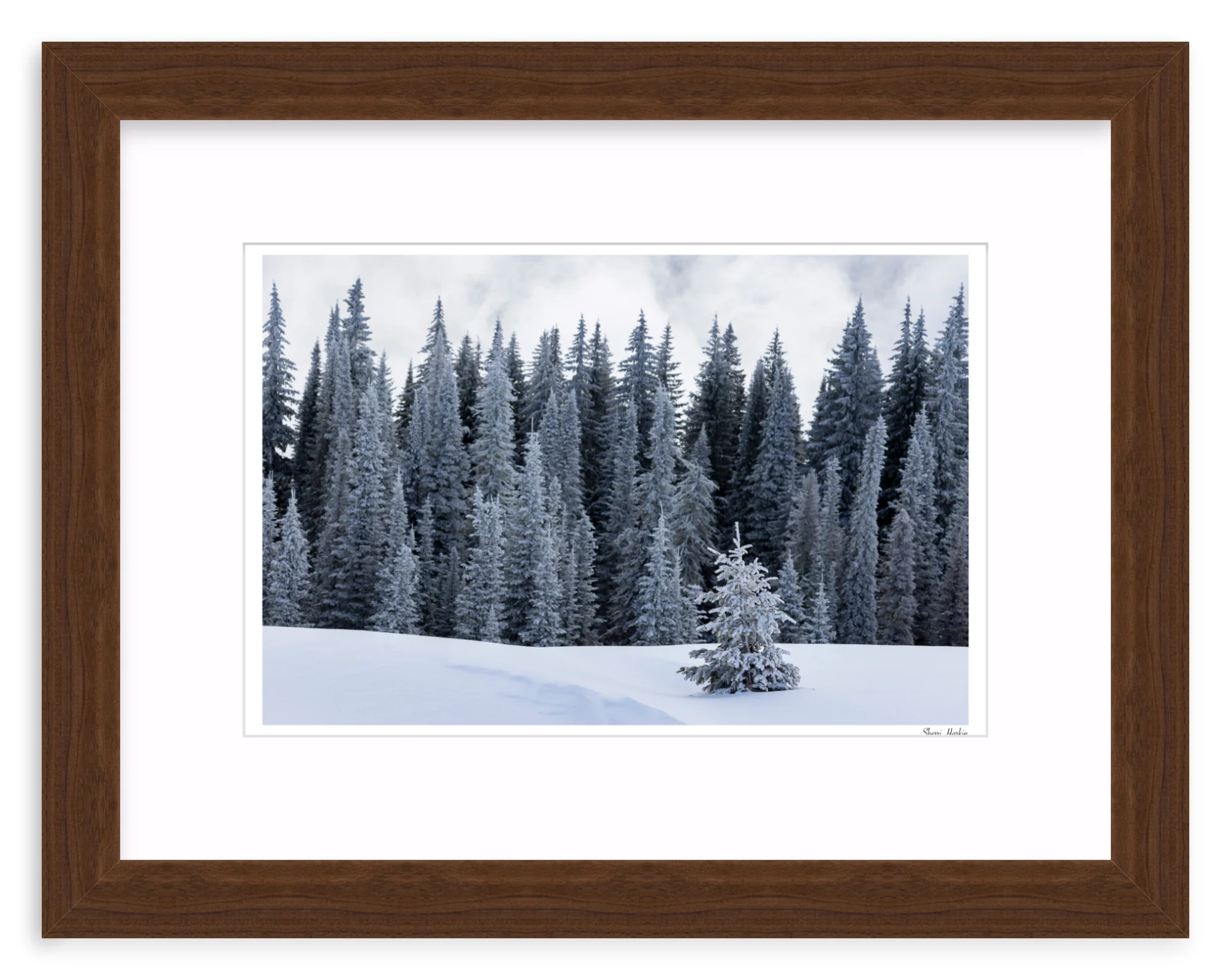 Tree At the Top of Tamarack - Image 7