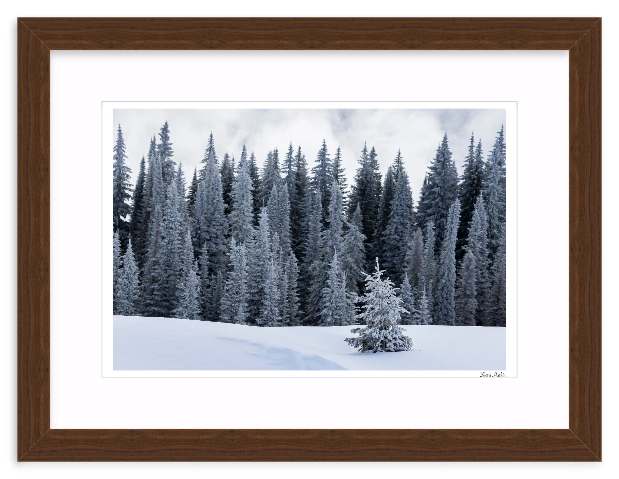Tree At the Top of Tamarack - Image 8