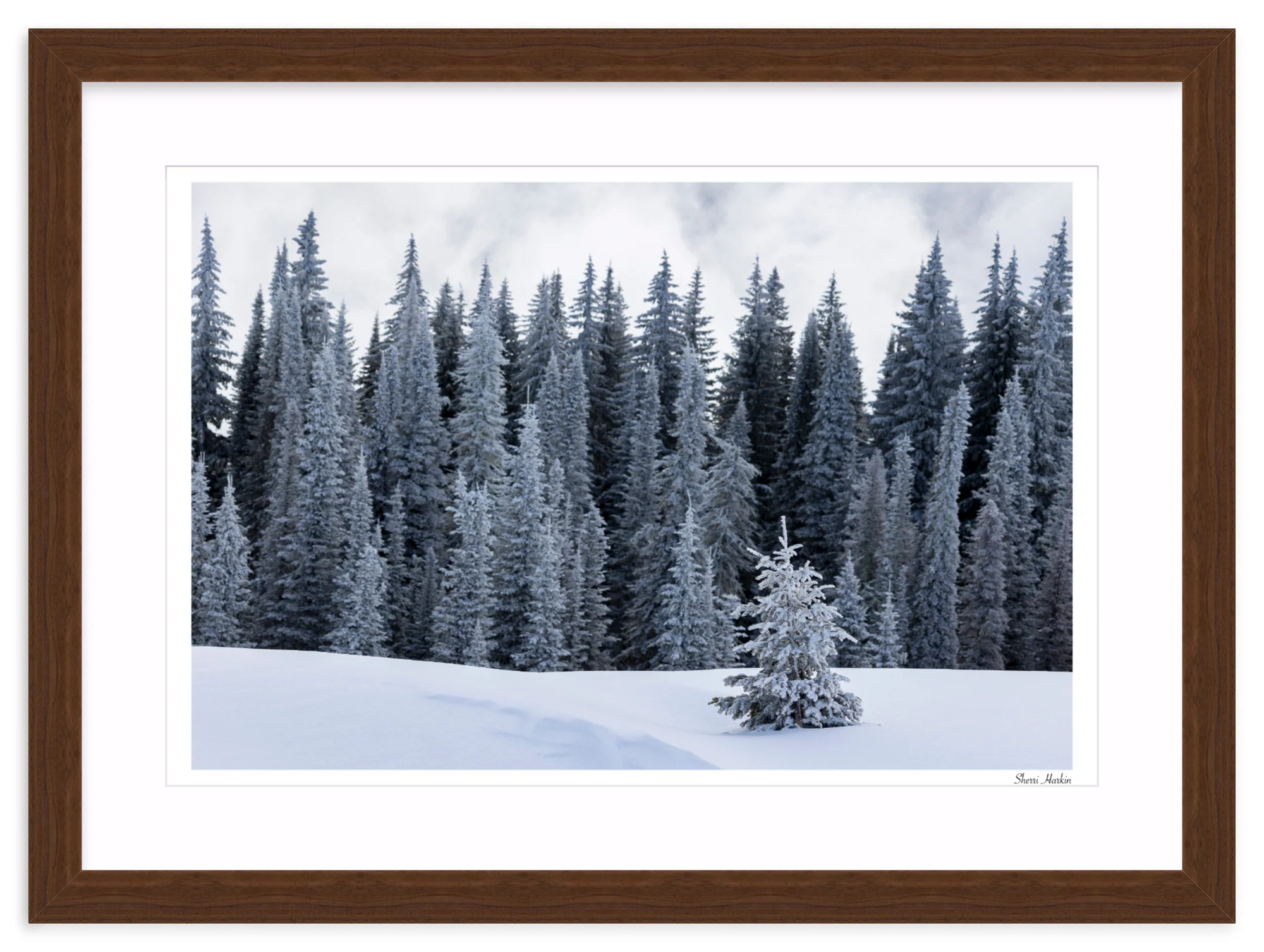 Tree At the Top of Tamarack - Image 9