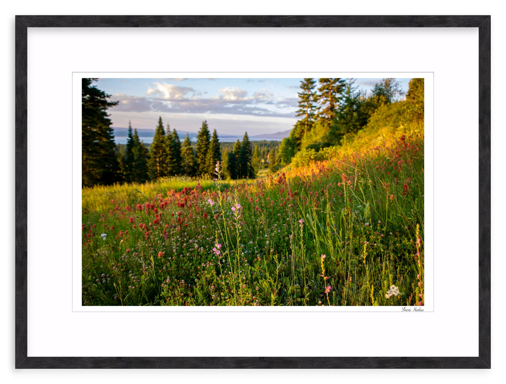 Wildflowers - Image 11