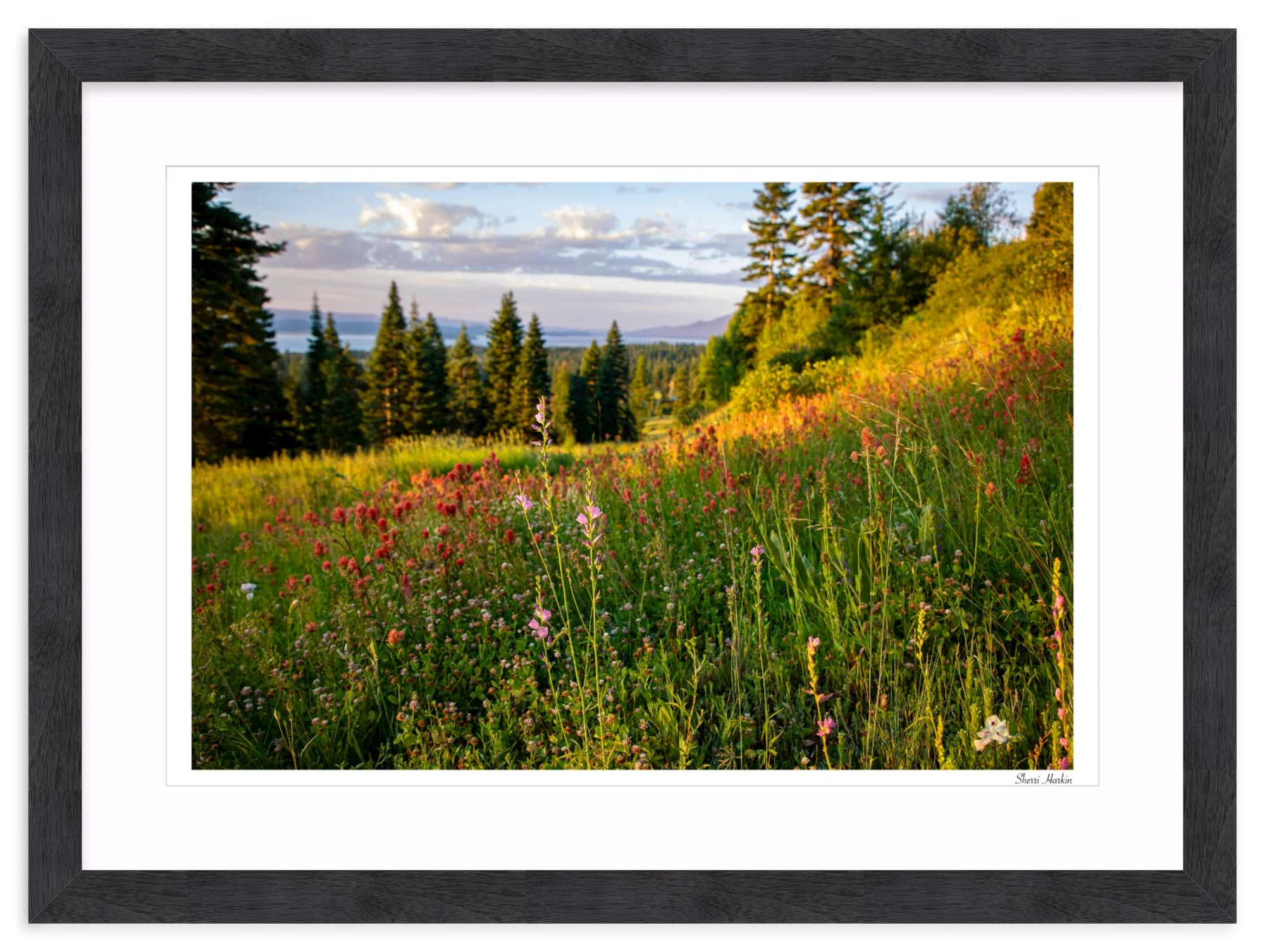 Wildflowers - Image 15