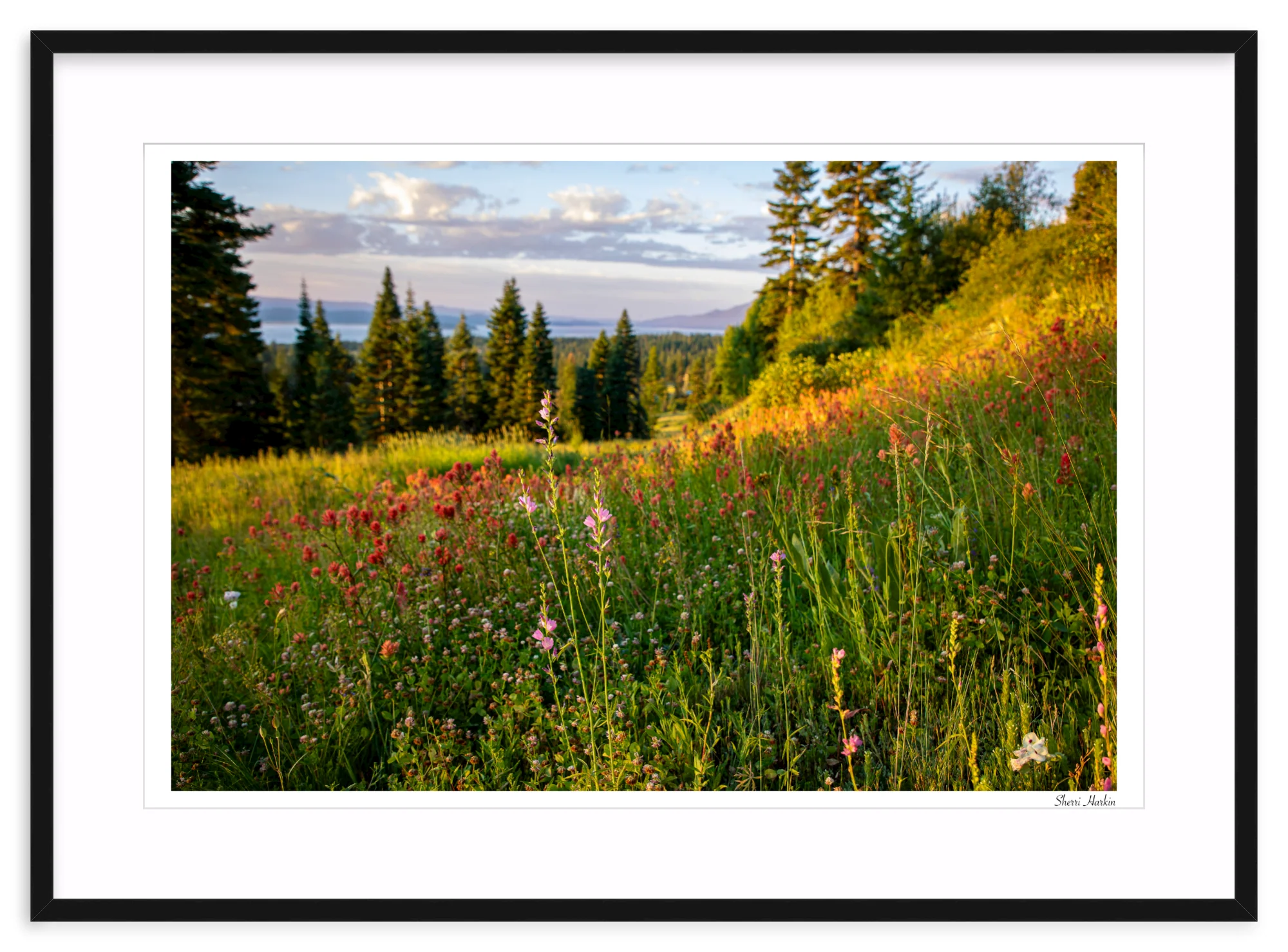 Wildflowers - Image 3