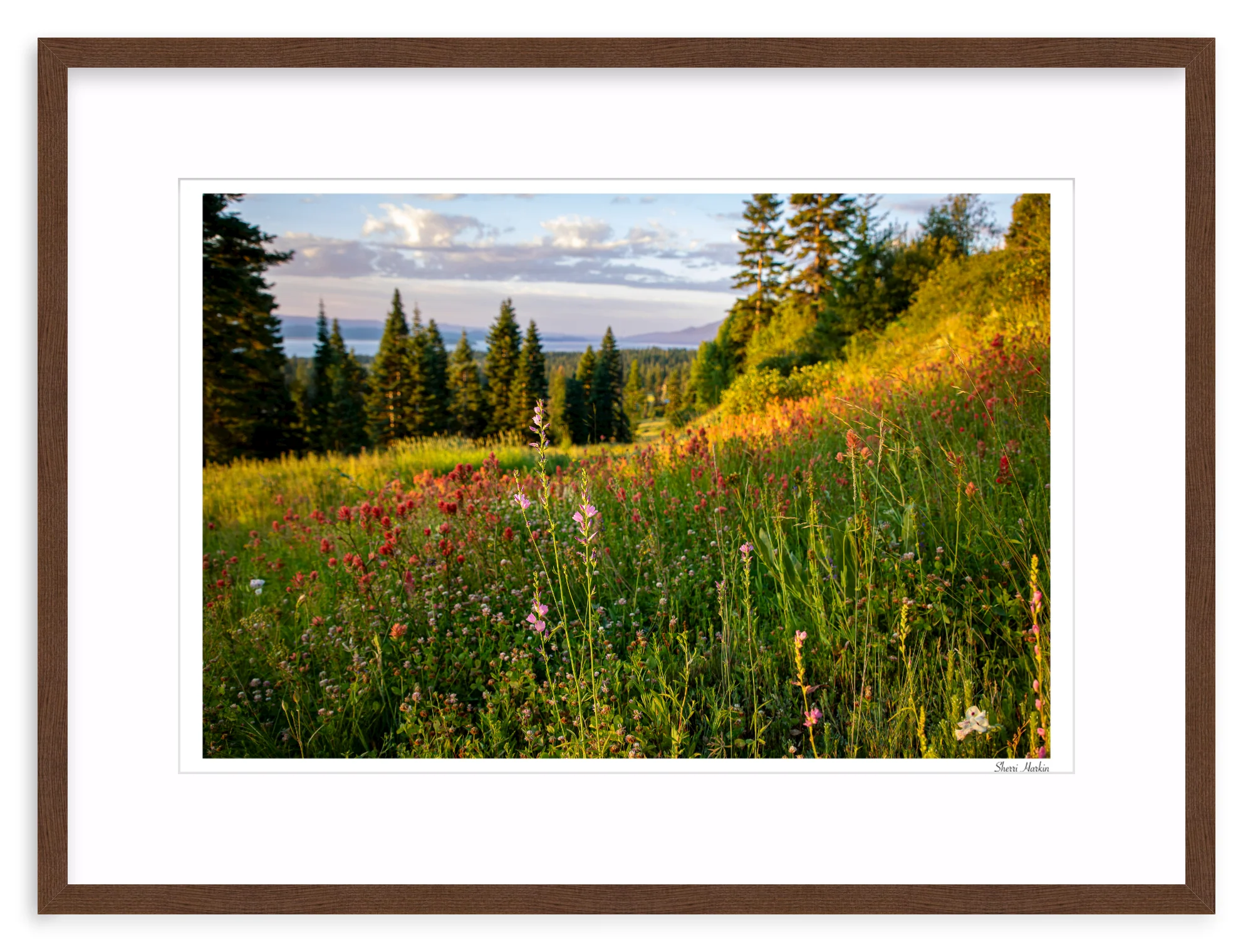 Wildflowers - Image 5