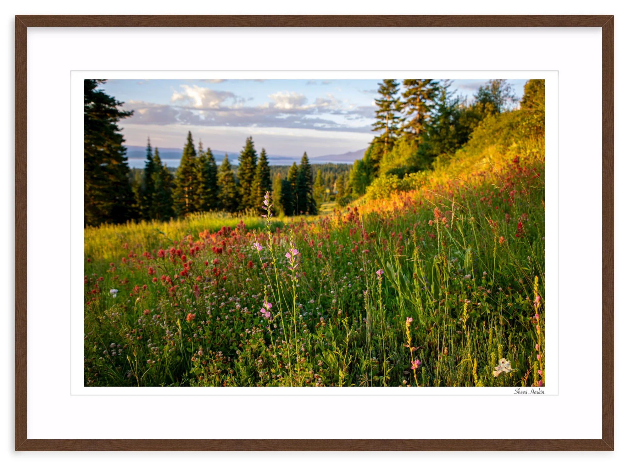Wildflowers - Image 6