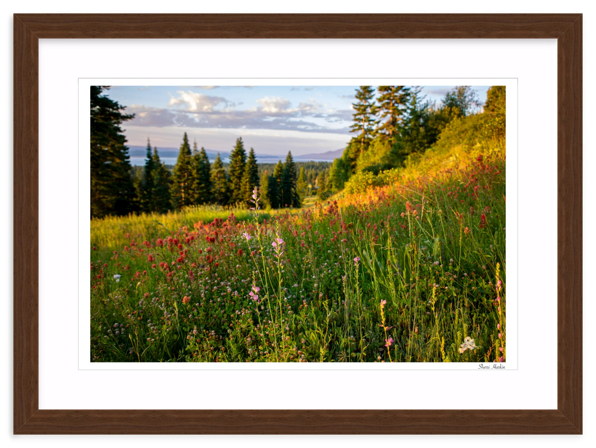 Wildflowers - Image 9
